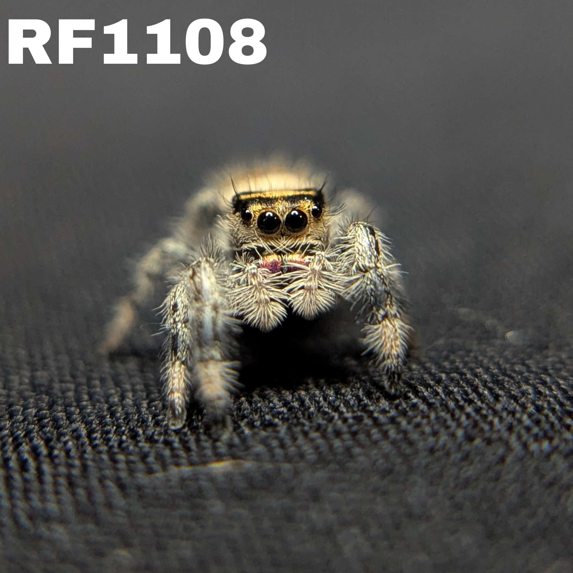 Regal Jumping Spider “Magnolia”