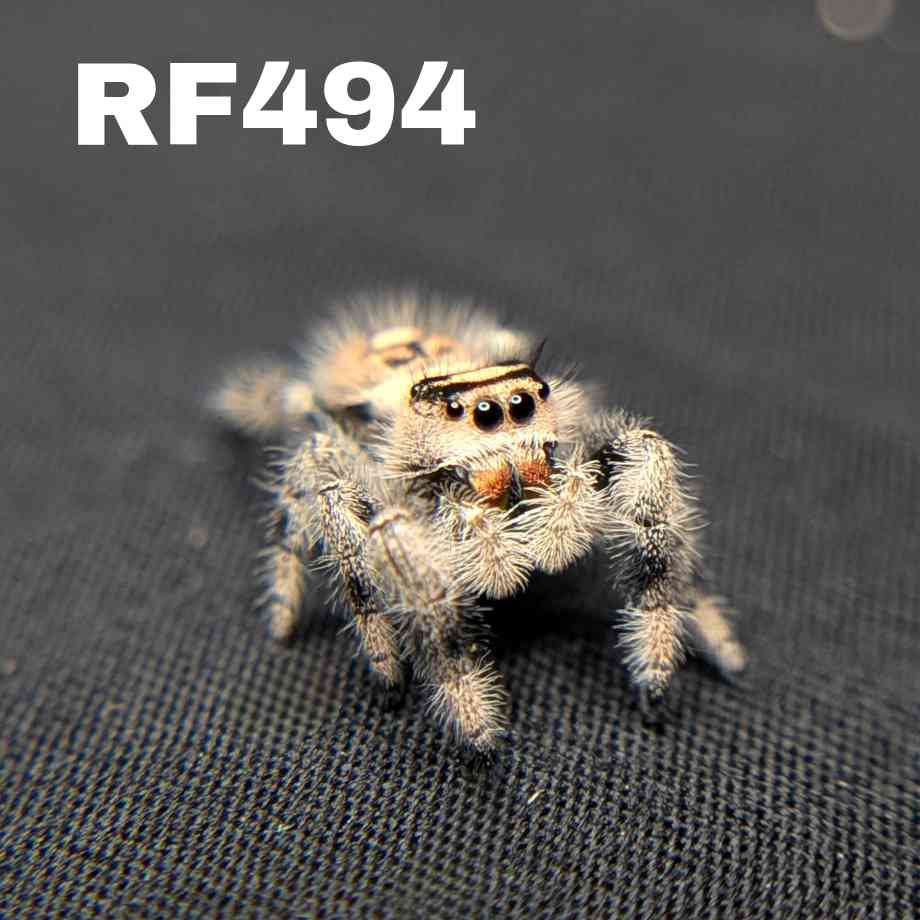 Regal Jumping Spider "Skittles"