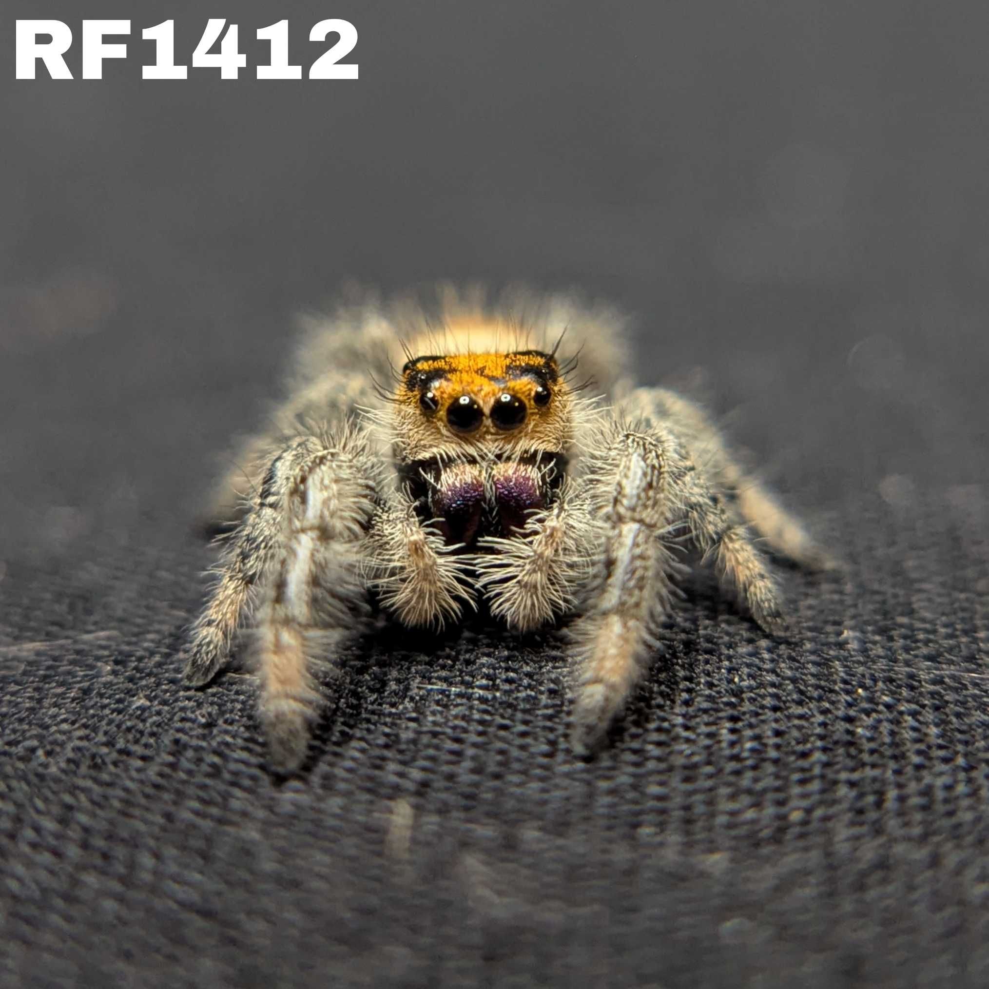 Regal Jumping Spider "Sunrise"
