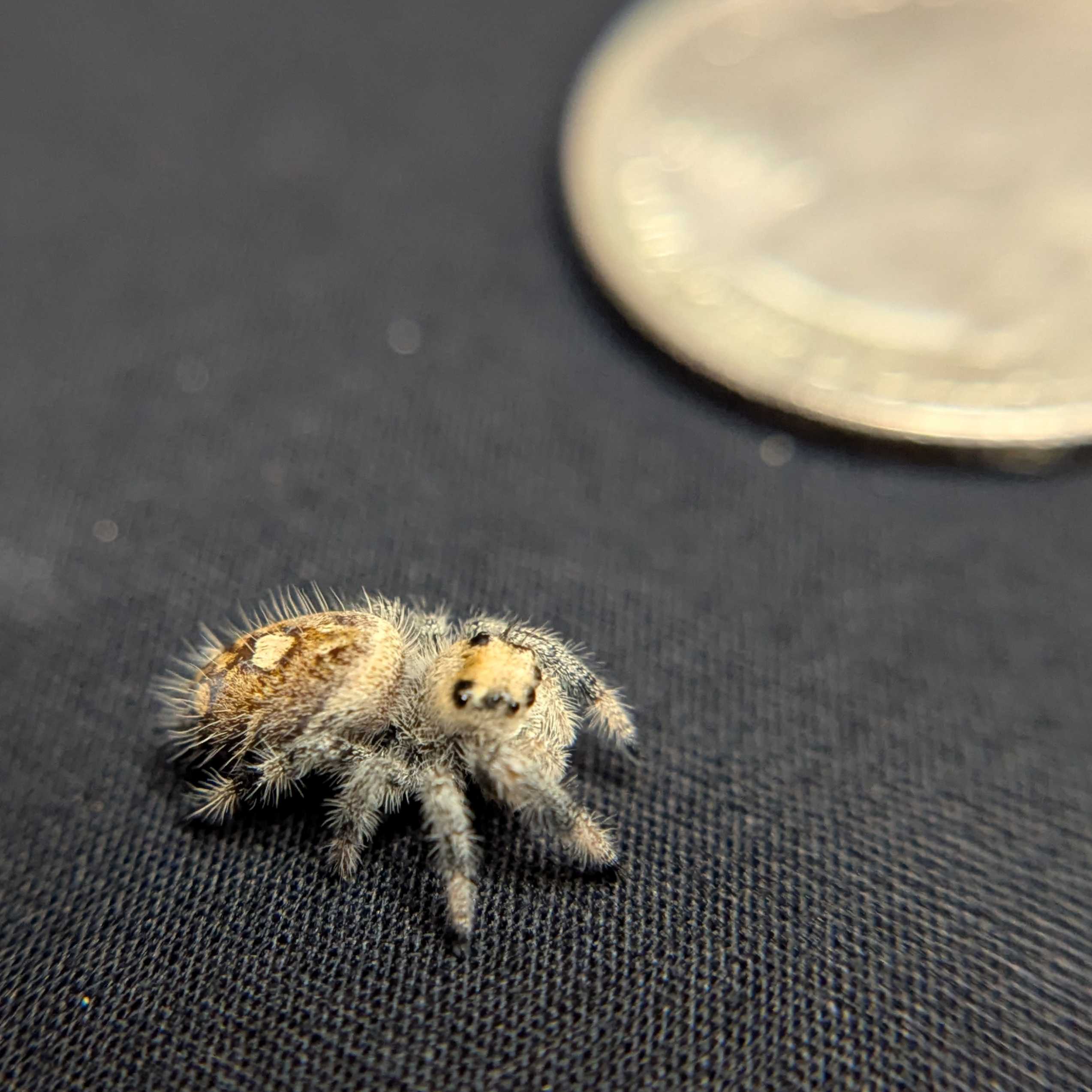 Regal Jumping Spider "Lunaria"