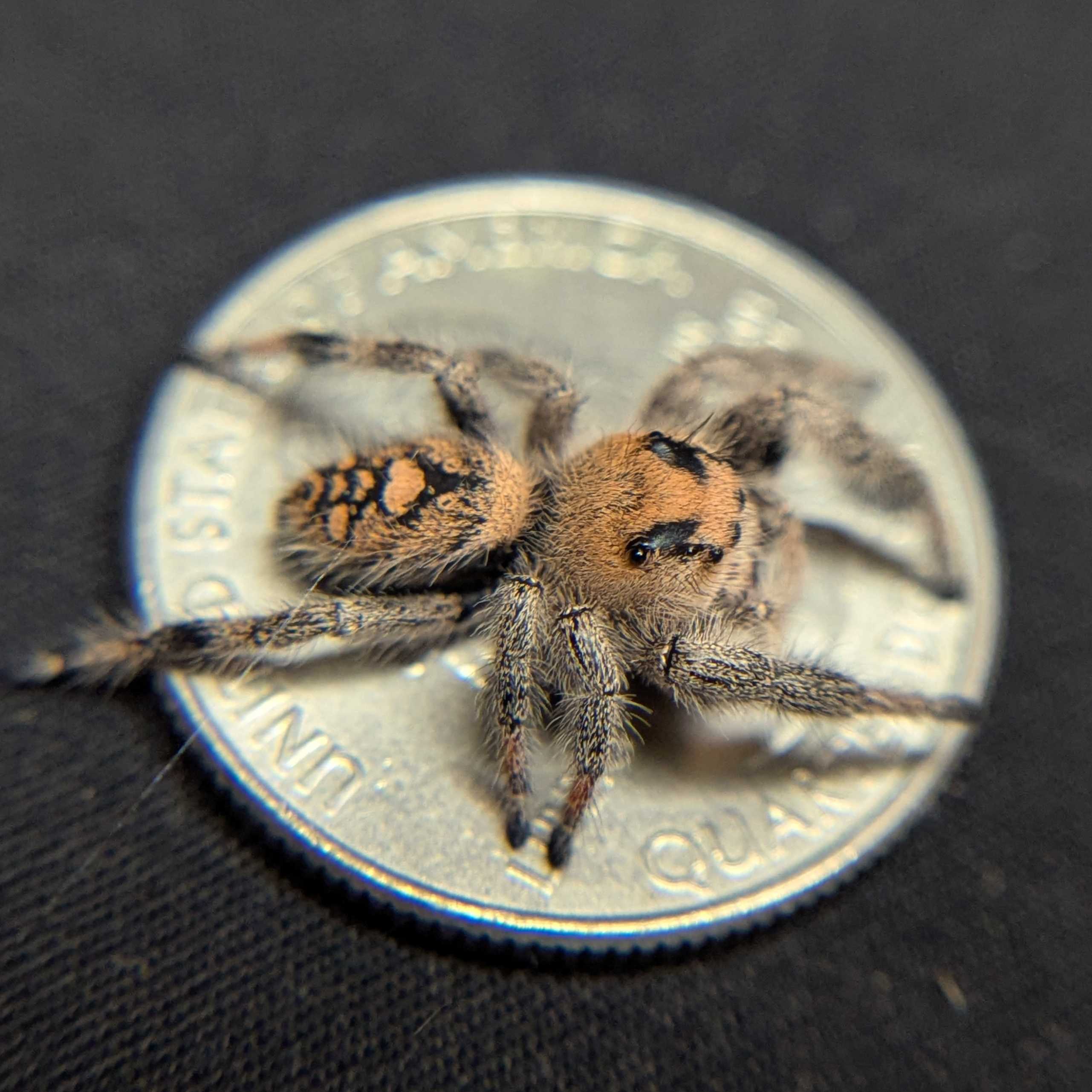 Regal Jumping Spider “Azalea”