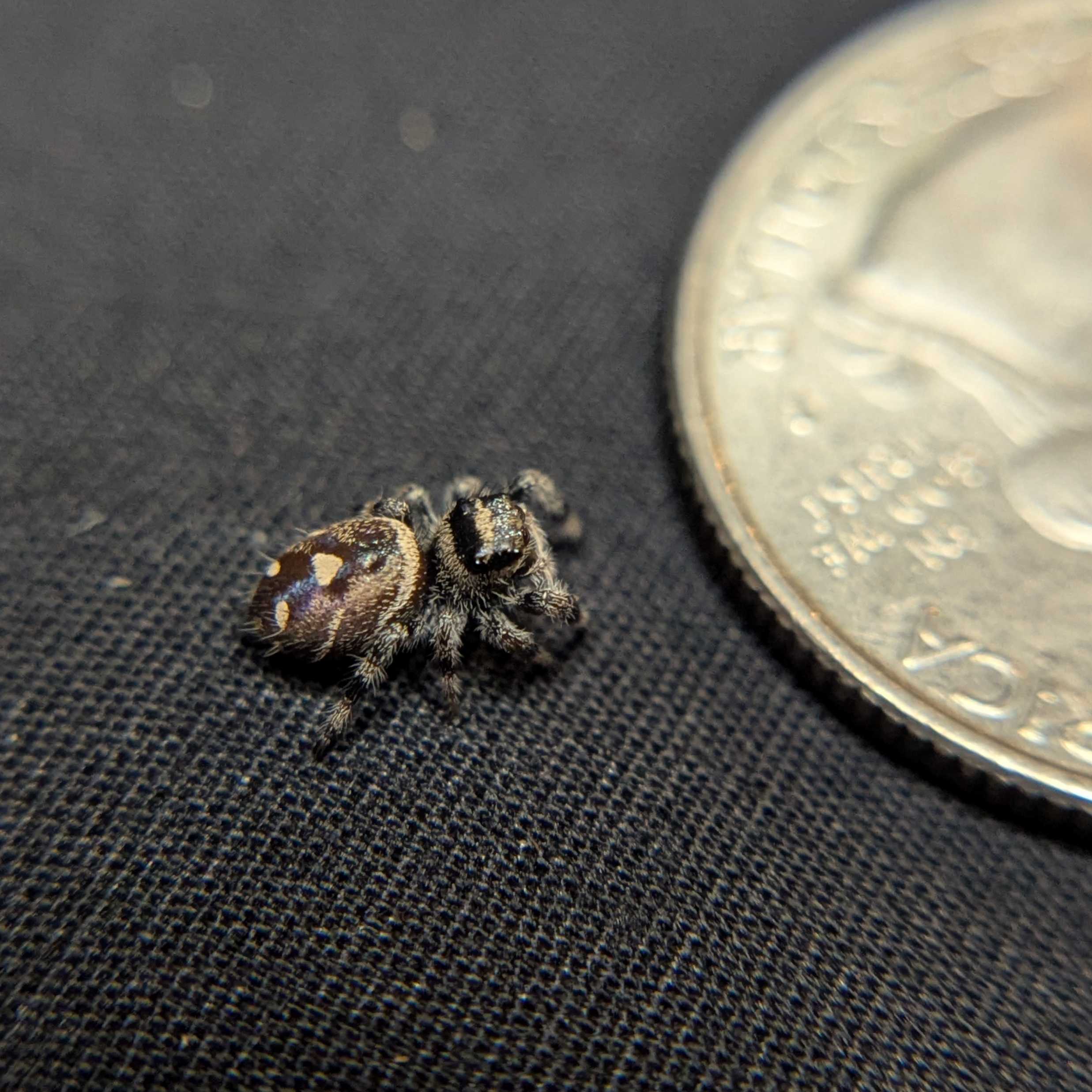Regal Jumping Spider "Pretzel"