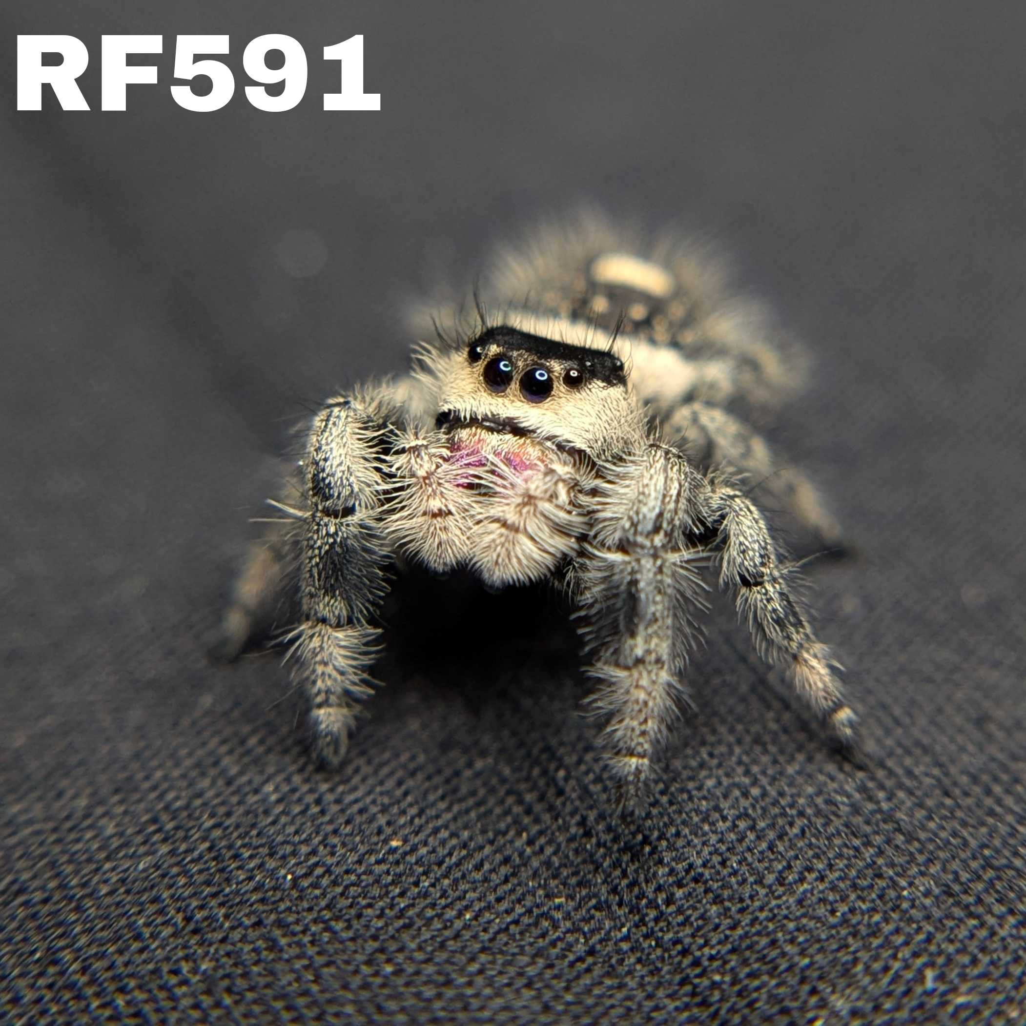 Regal Jumping Spider "Chococream"