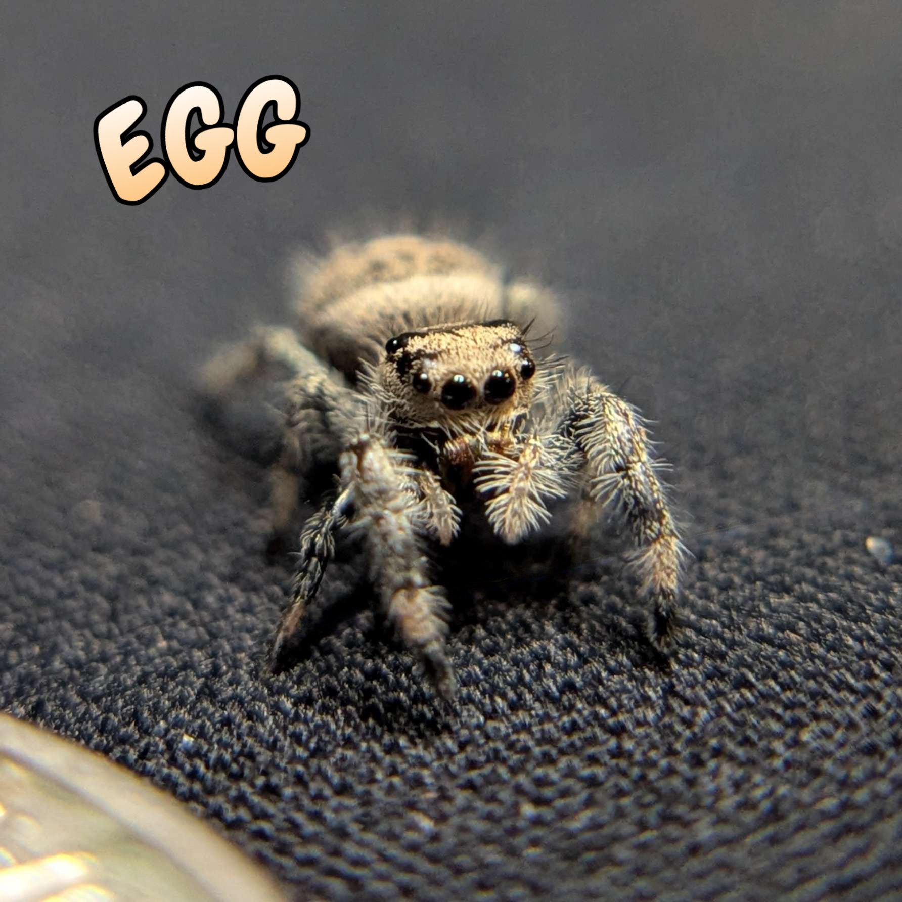 Regal Jumping Spider "Egg"