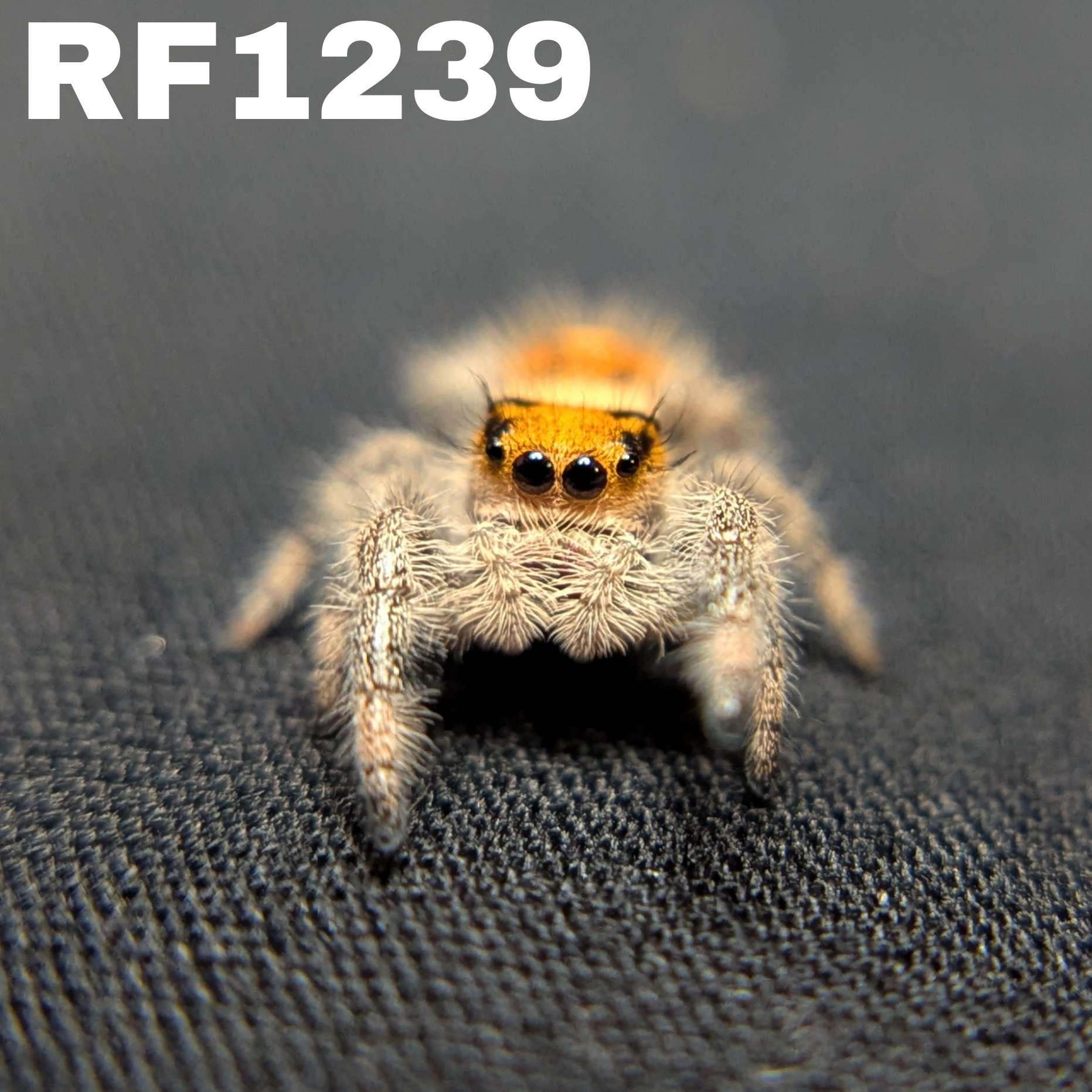 Regal Jumping Spider "Sunshine"