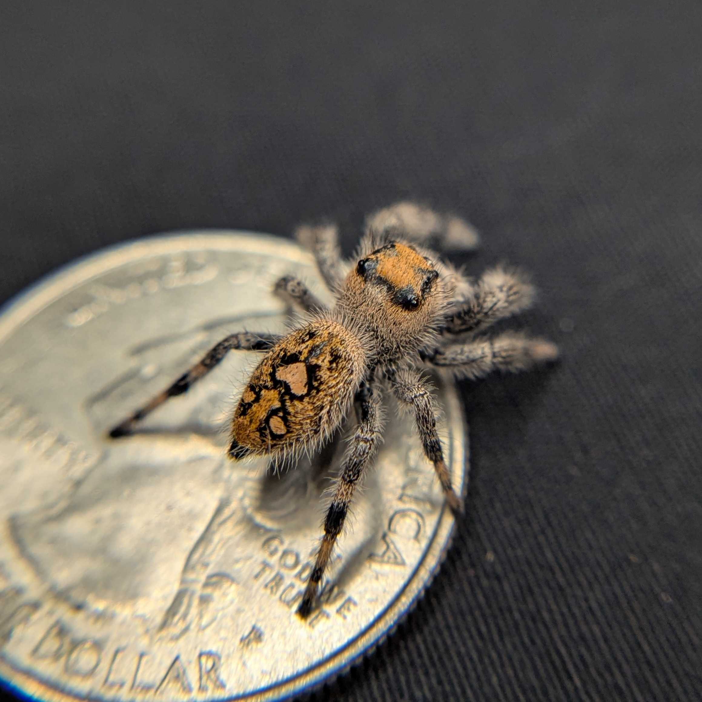 Regal Jumping Spider "Autumn"