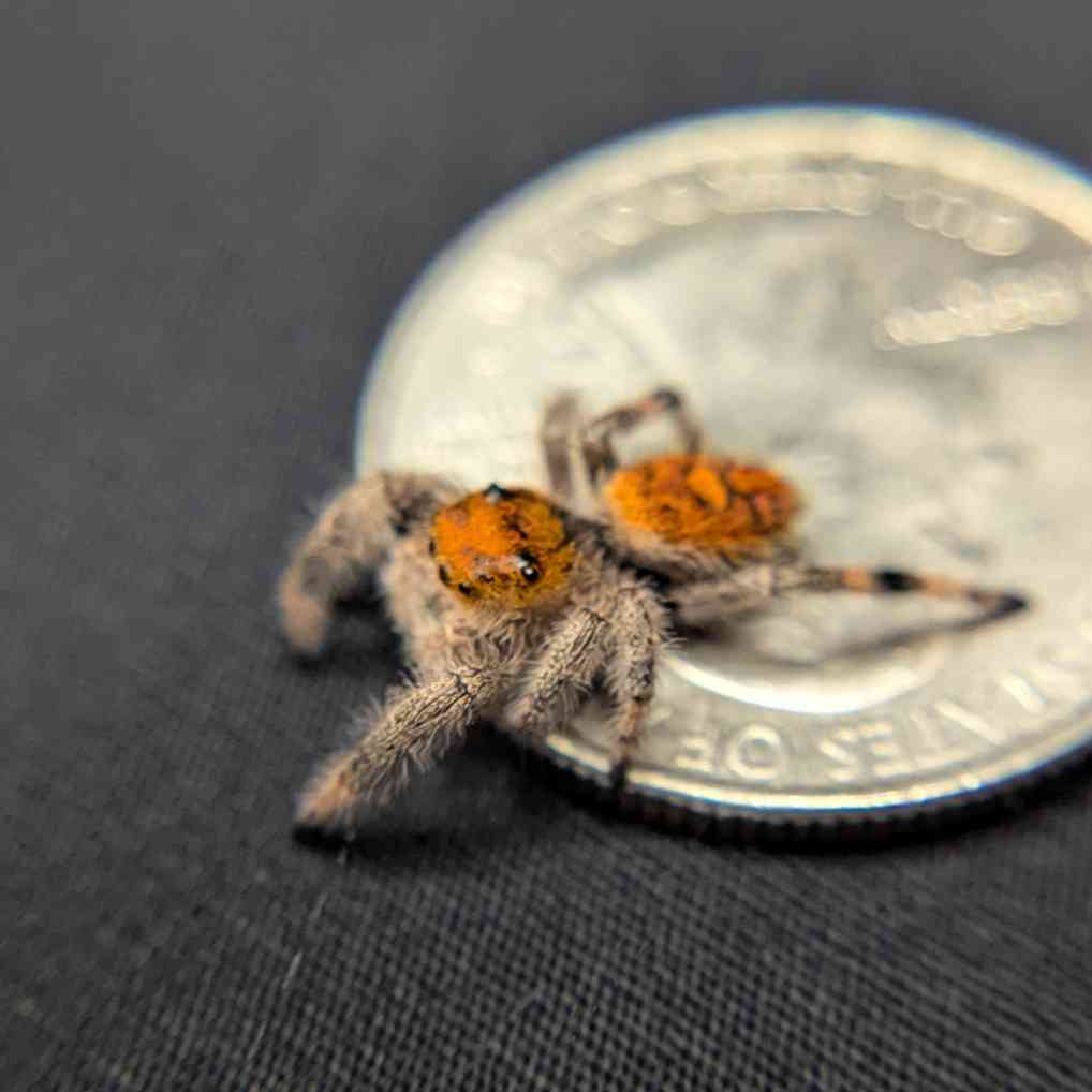 Regal Jumping Spider “Apricot Leaf”