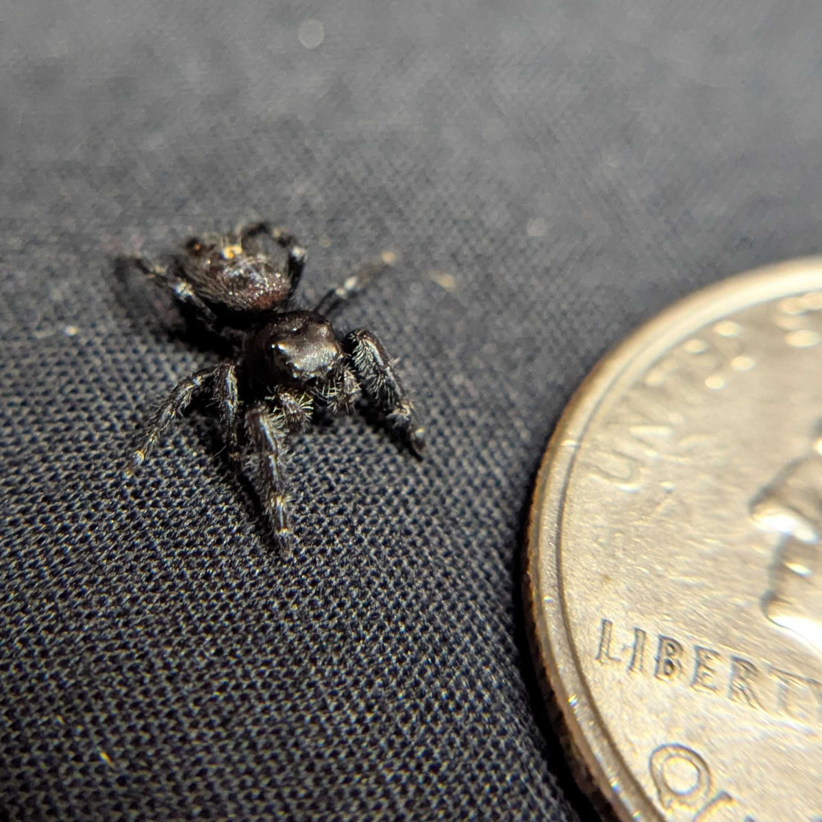 Audax Jumping Spider “Panda”