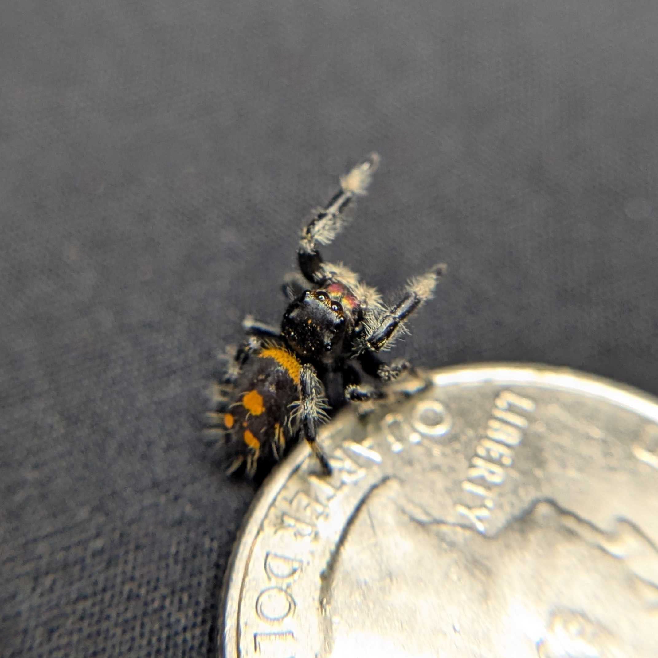 Regal Jumping Spider "Shadow"