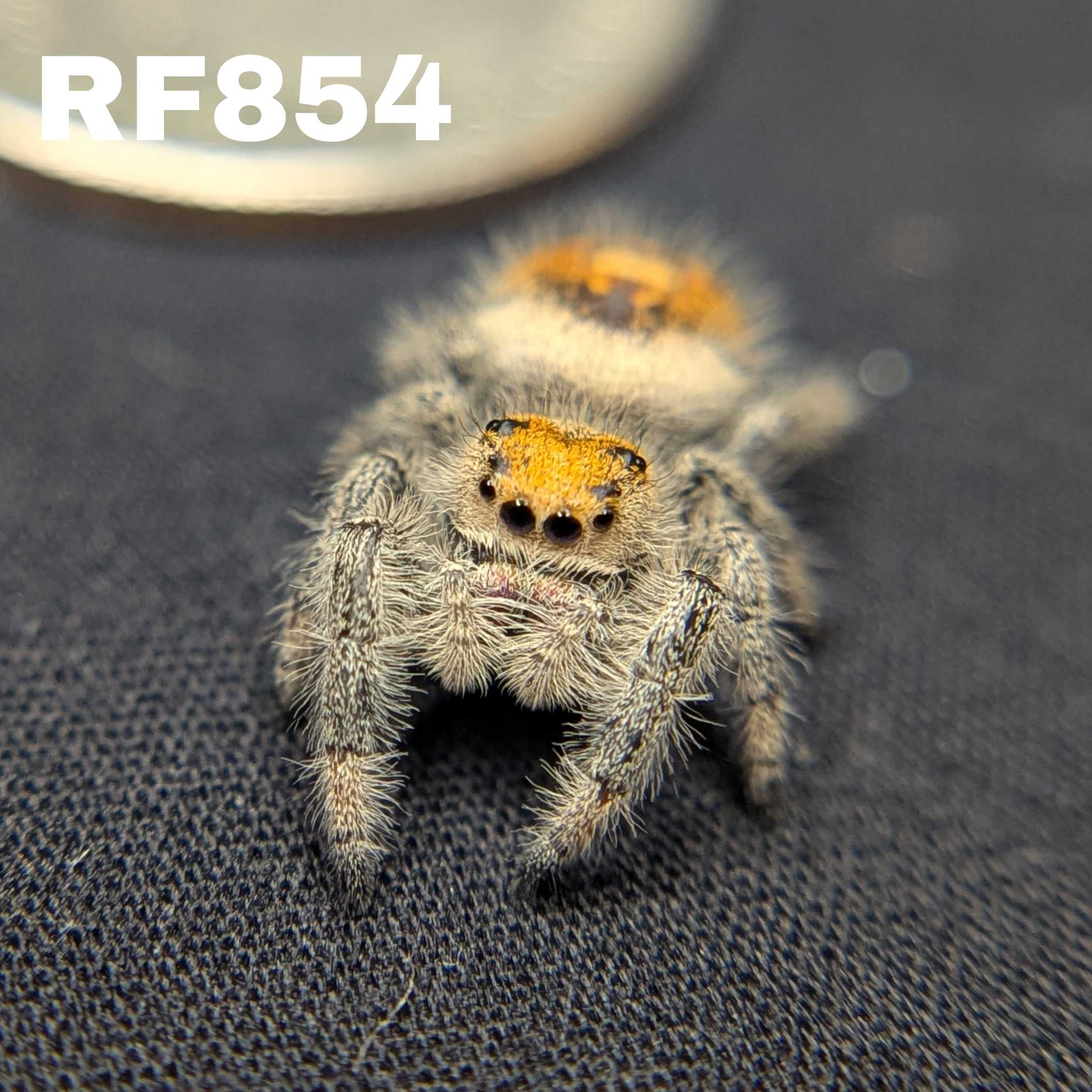 Regal Jumping Spider “Marigold”