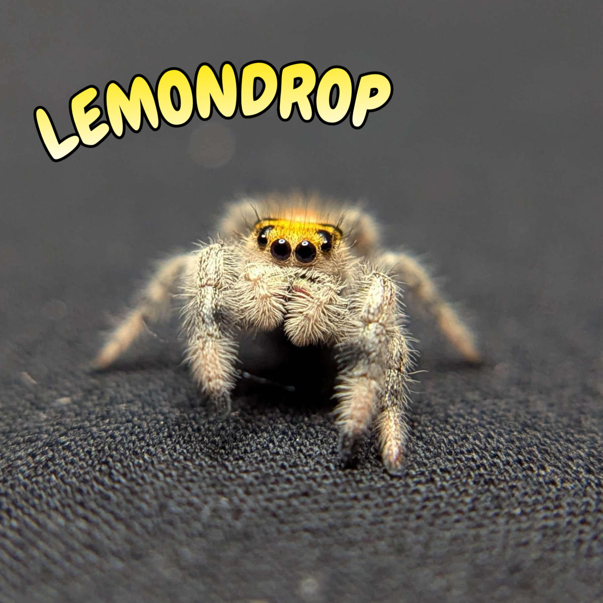 Regal Jumping Spider "Lemondrop"