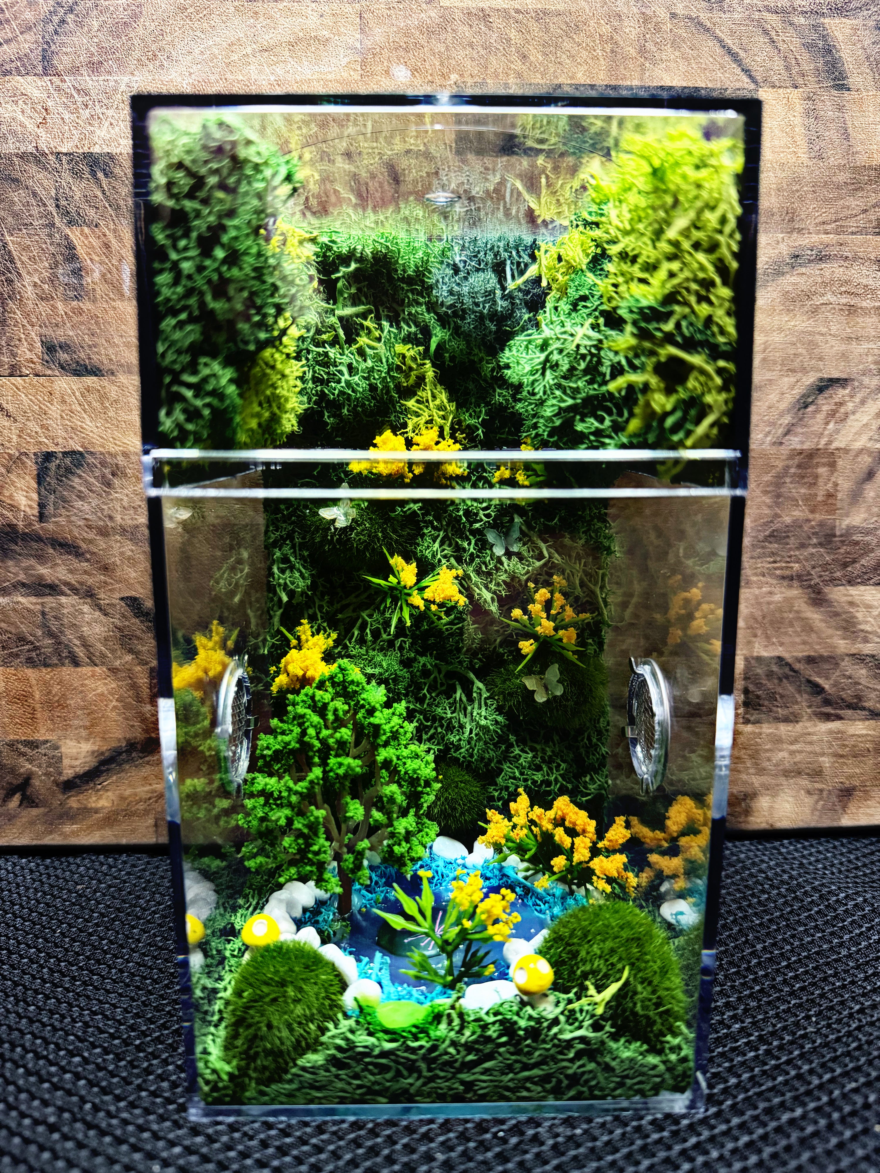 ~Fairy Lights~ Custom Jumping Spider Enclosure