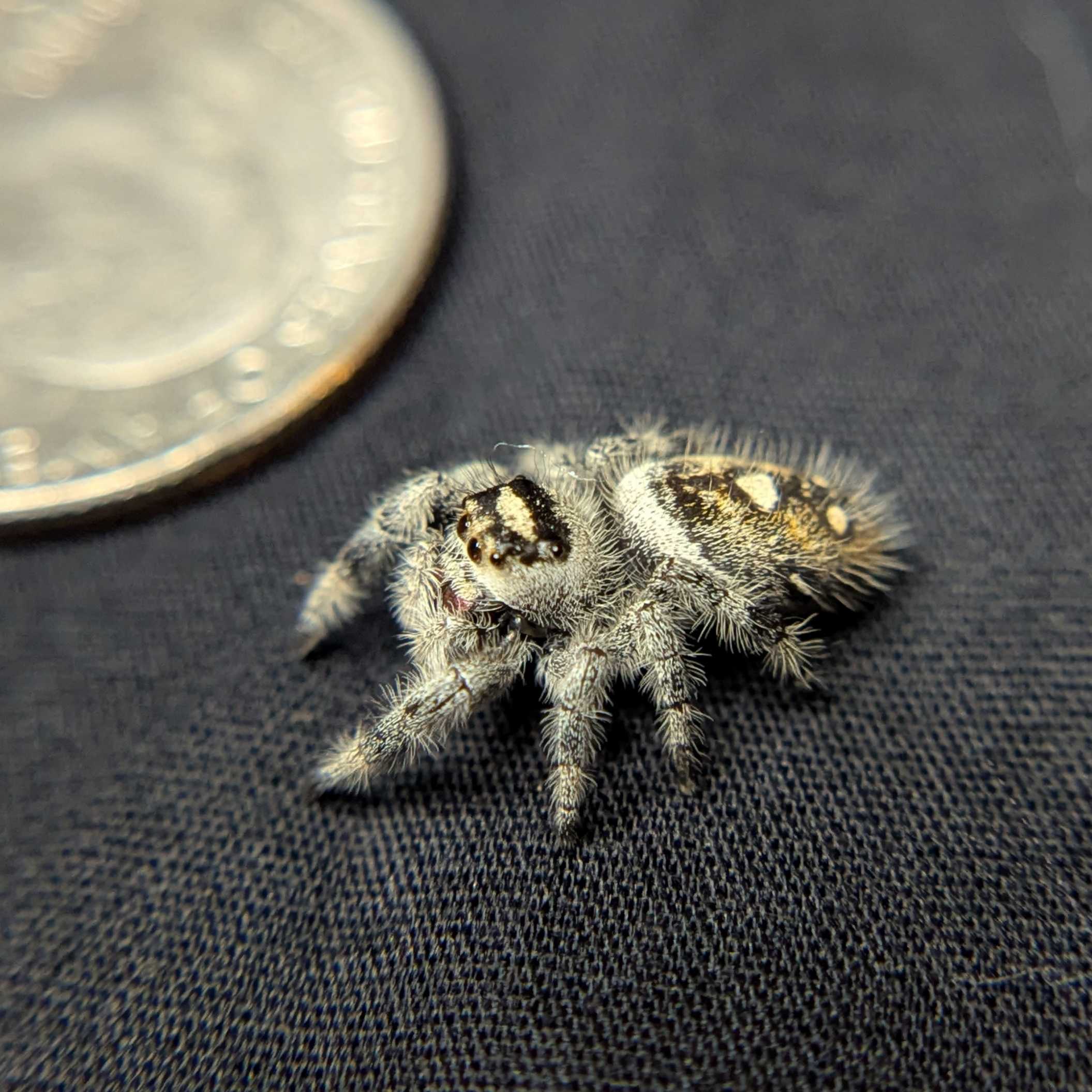 Regal Jumping Spider "Pecan"