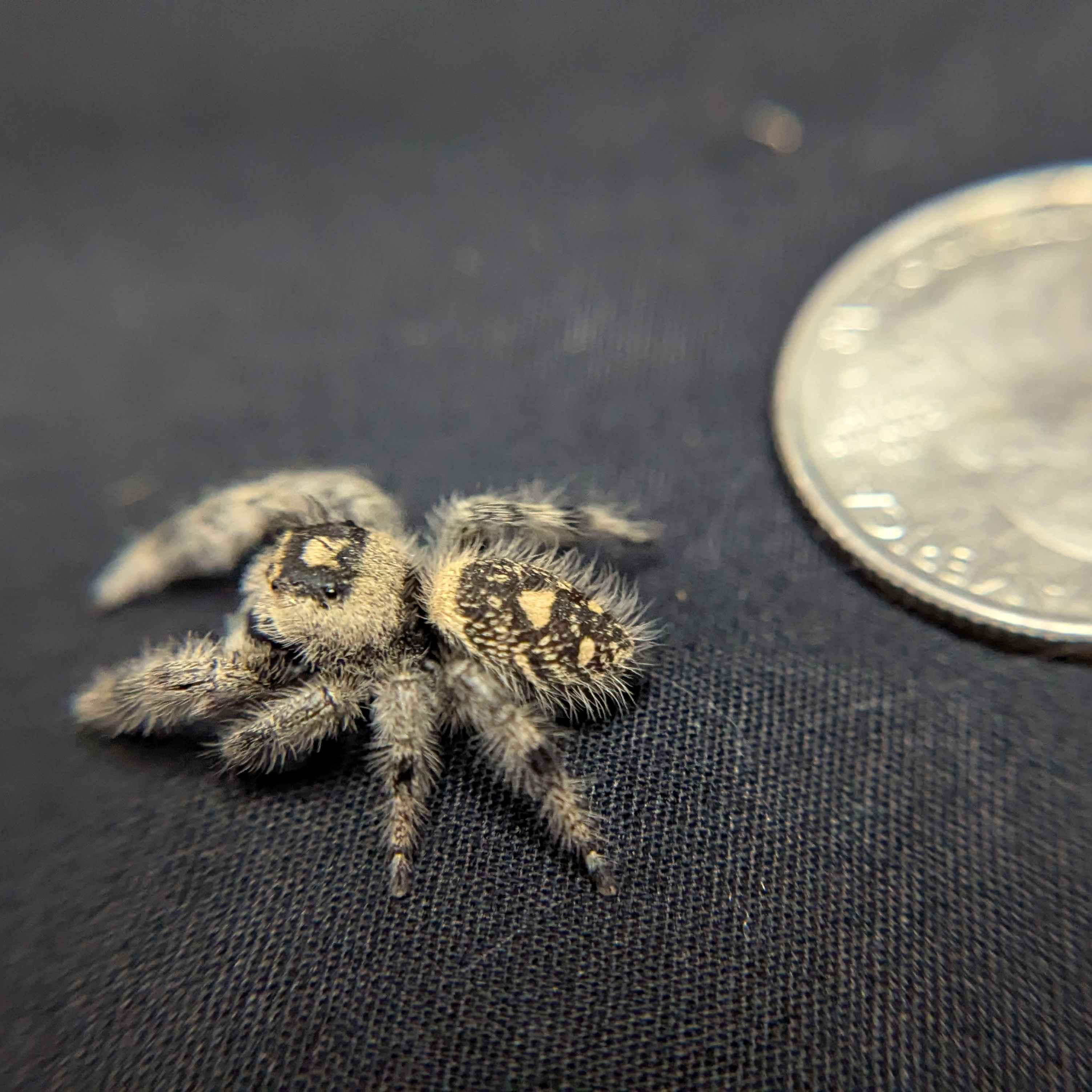 Regal Jumping Spider "Seaweed"