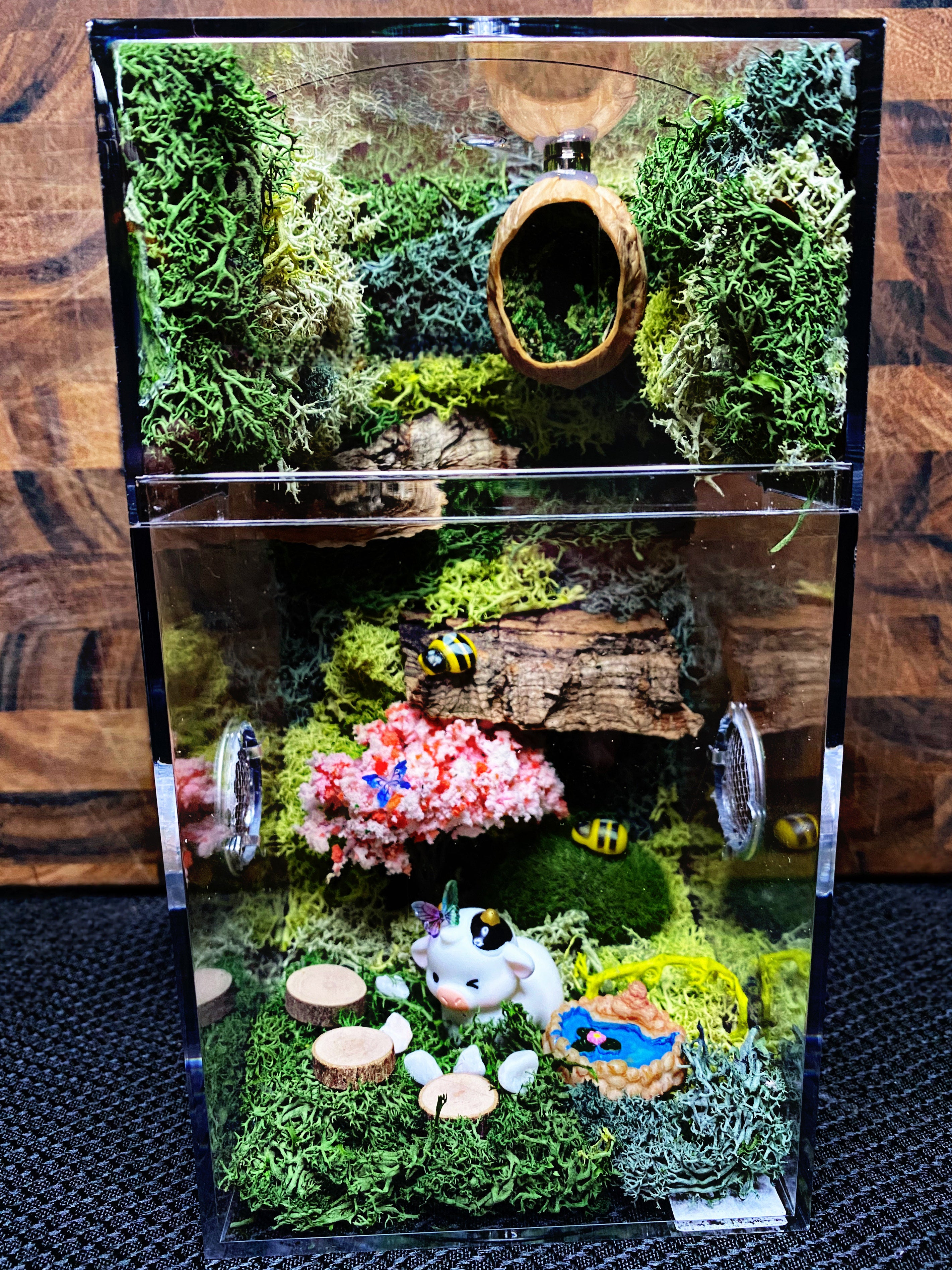 custom jumping spider enclosure for sale