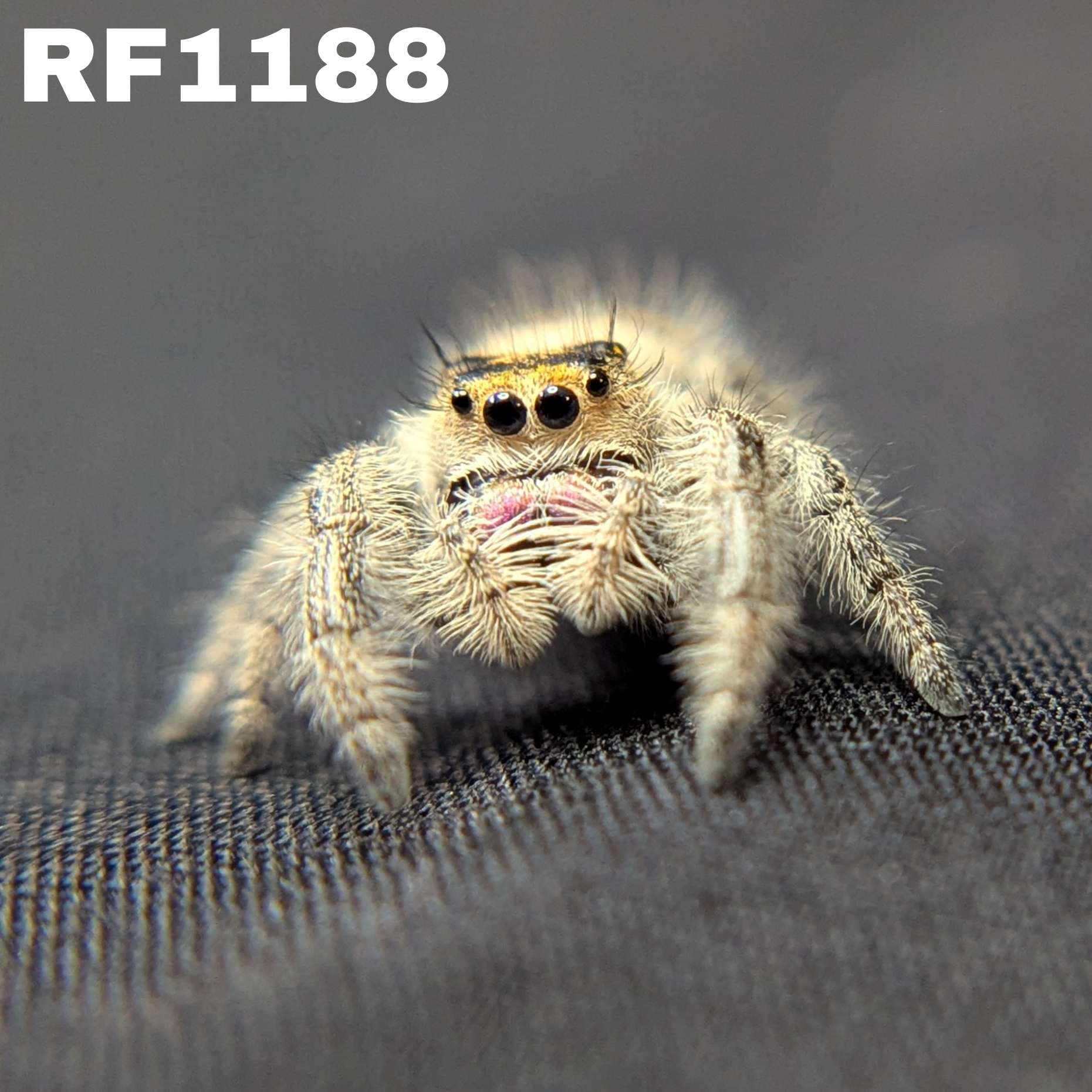 Regal Jumping Spider "Pink"