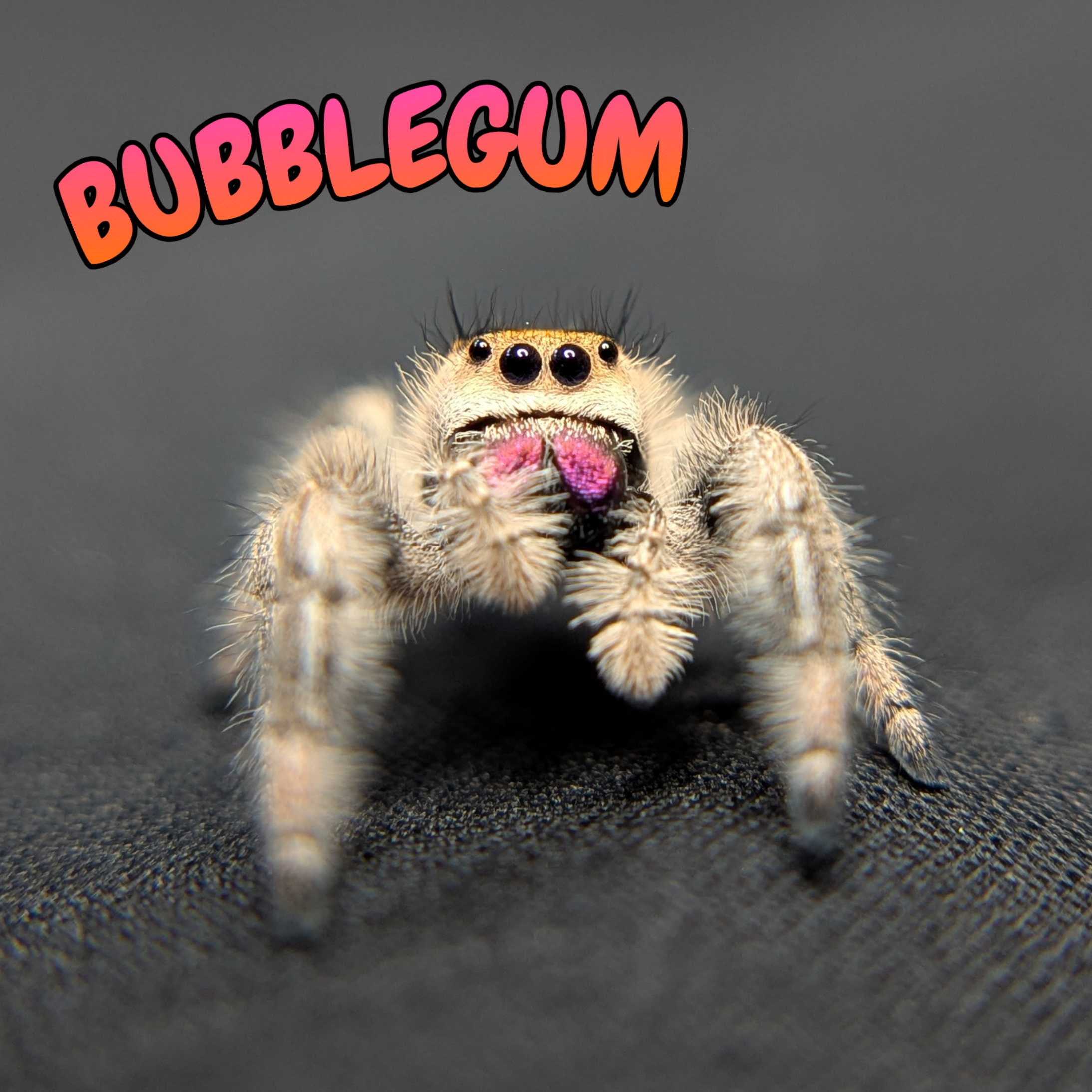 Regal Jumping Spider "Bubblegum"
