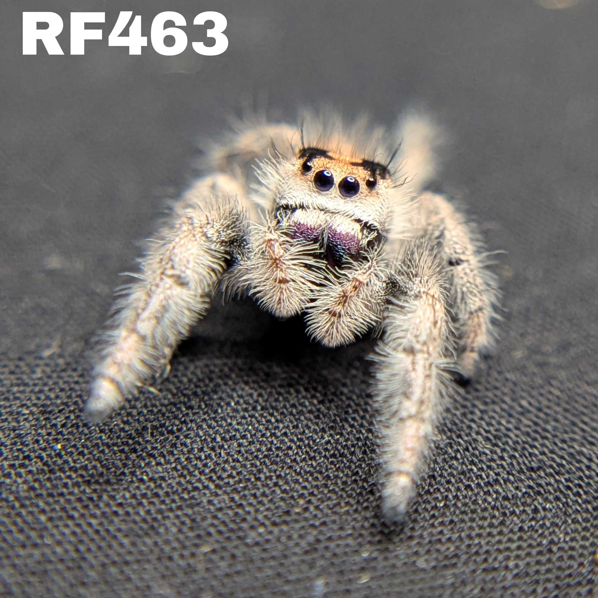 Regal Jumping Spider "Shimmer"