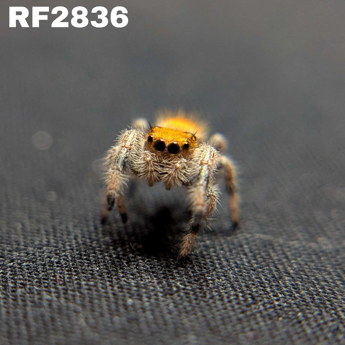 Regal Jumping Spider "Lava"