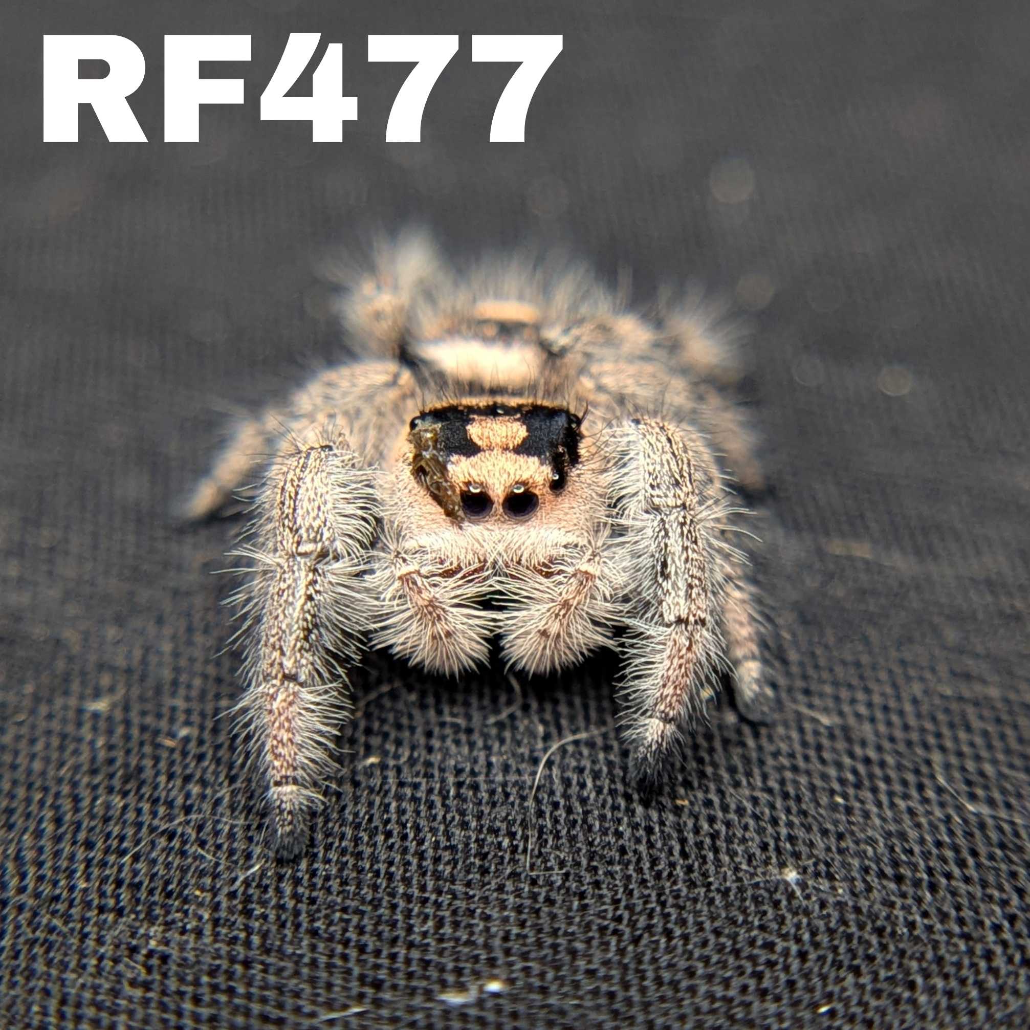 Regal Jumping Spider "Chopstick"