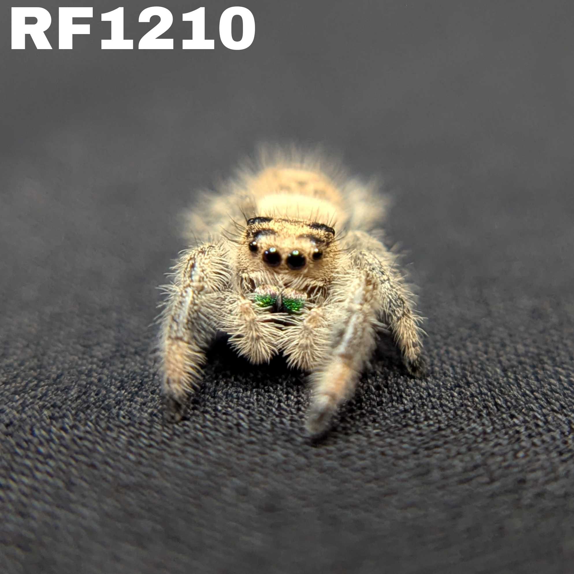 Regal Jumping Spider "Guacamole"