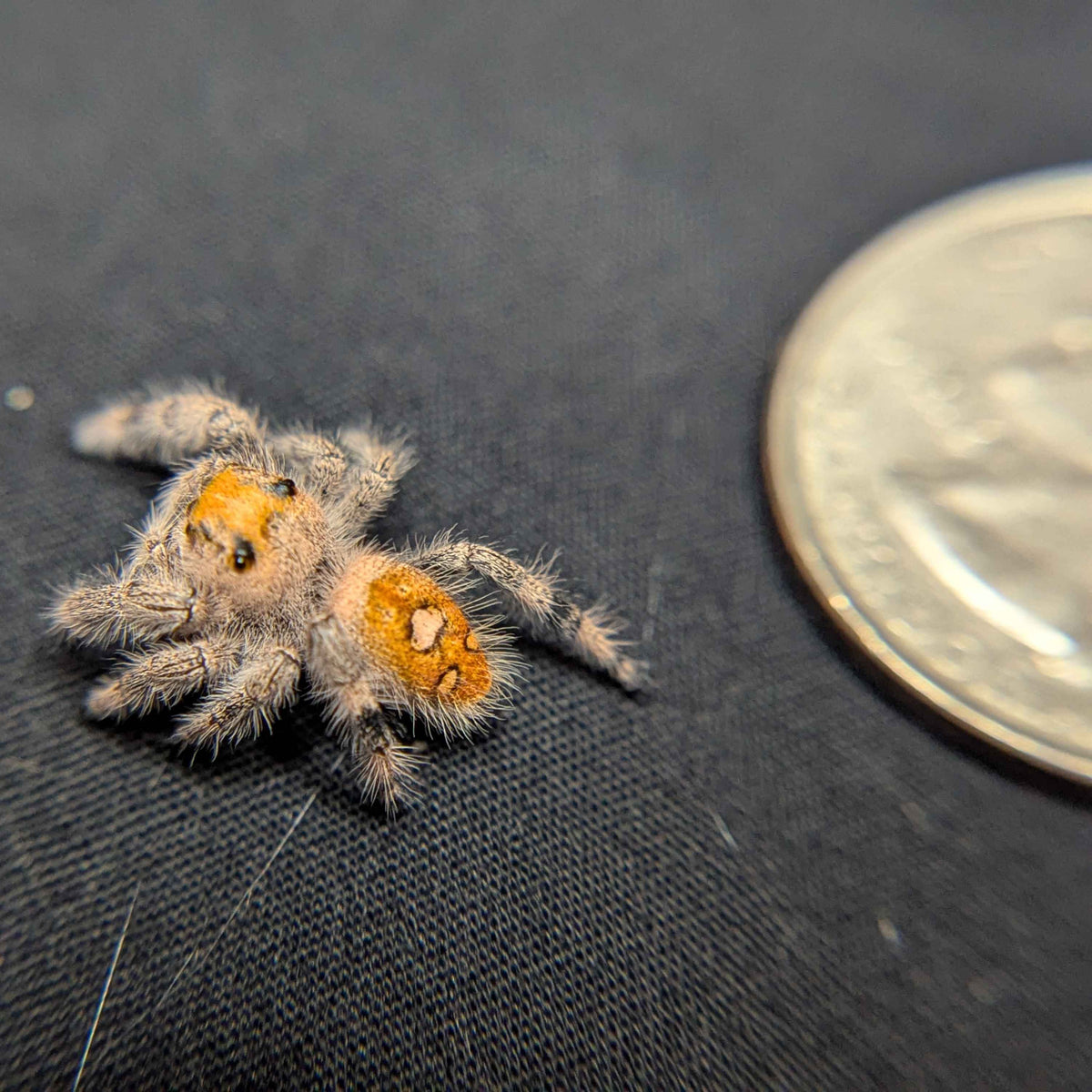 Regal Jumping Spider "Jamba"