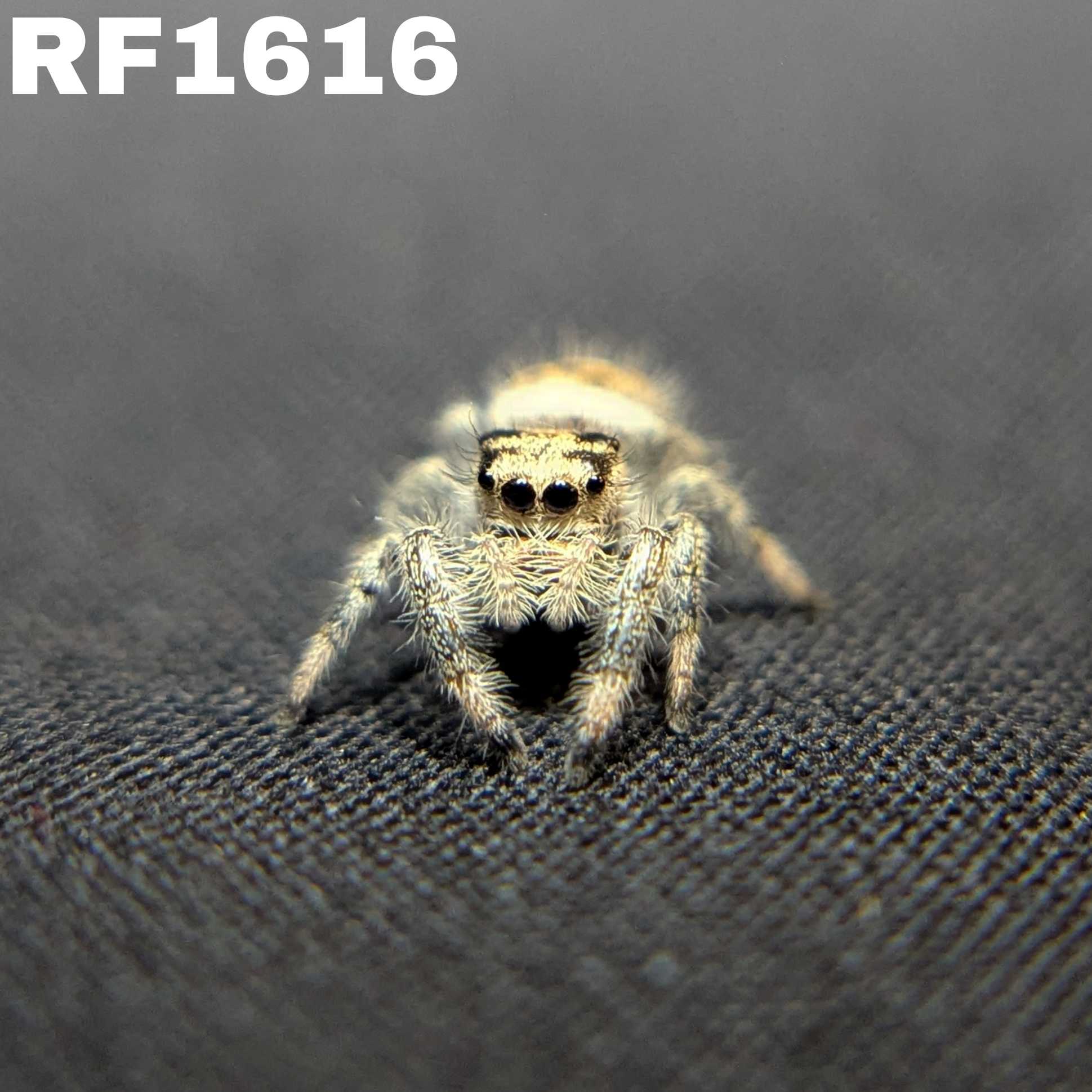 Regal Jumping Spider “Shortbread”