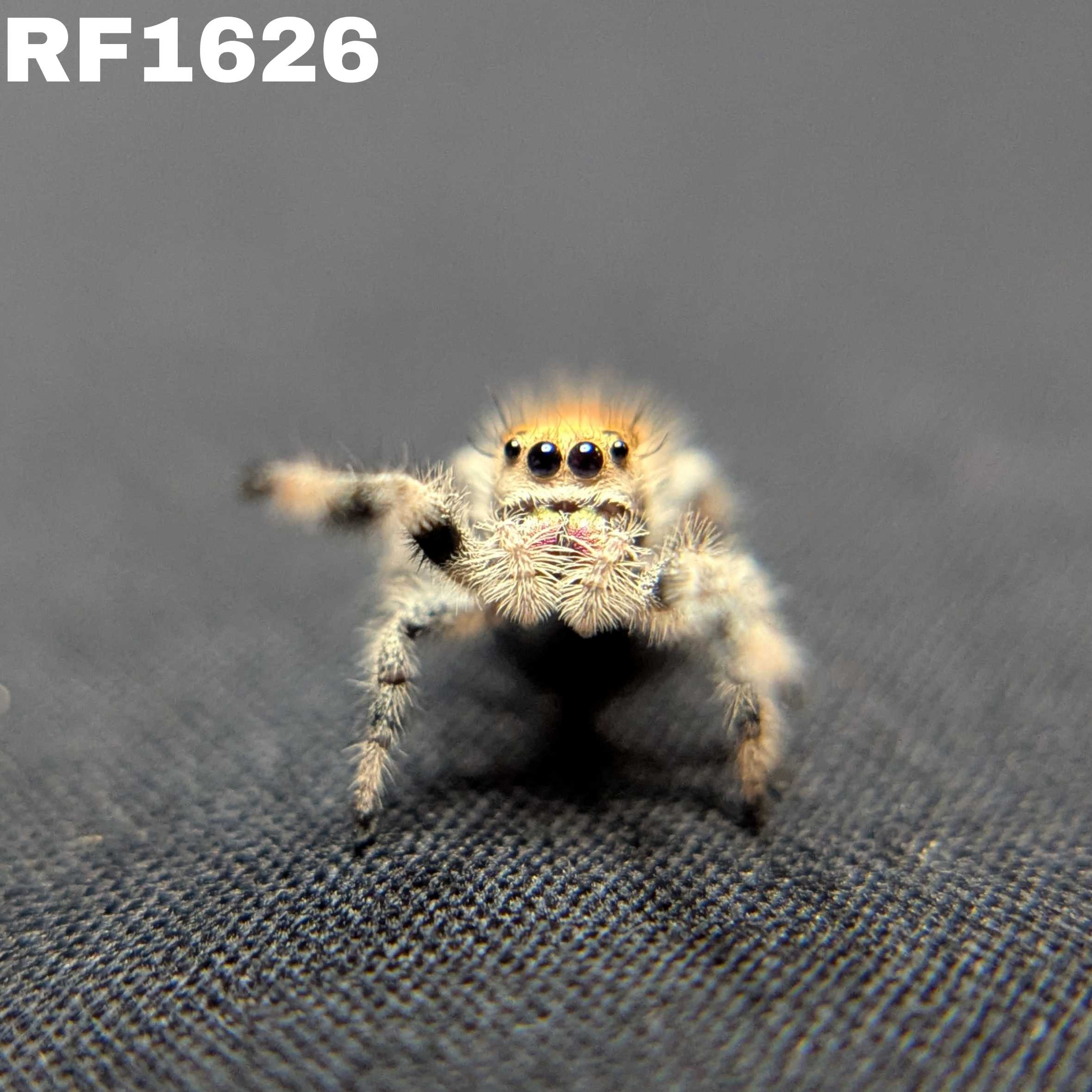 Regal Jumping Spider “Amberlyn”