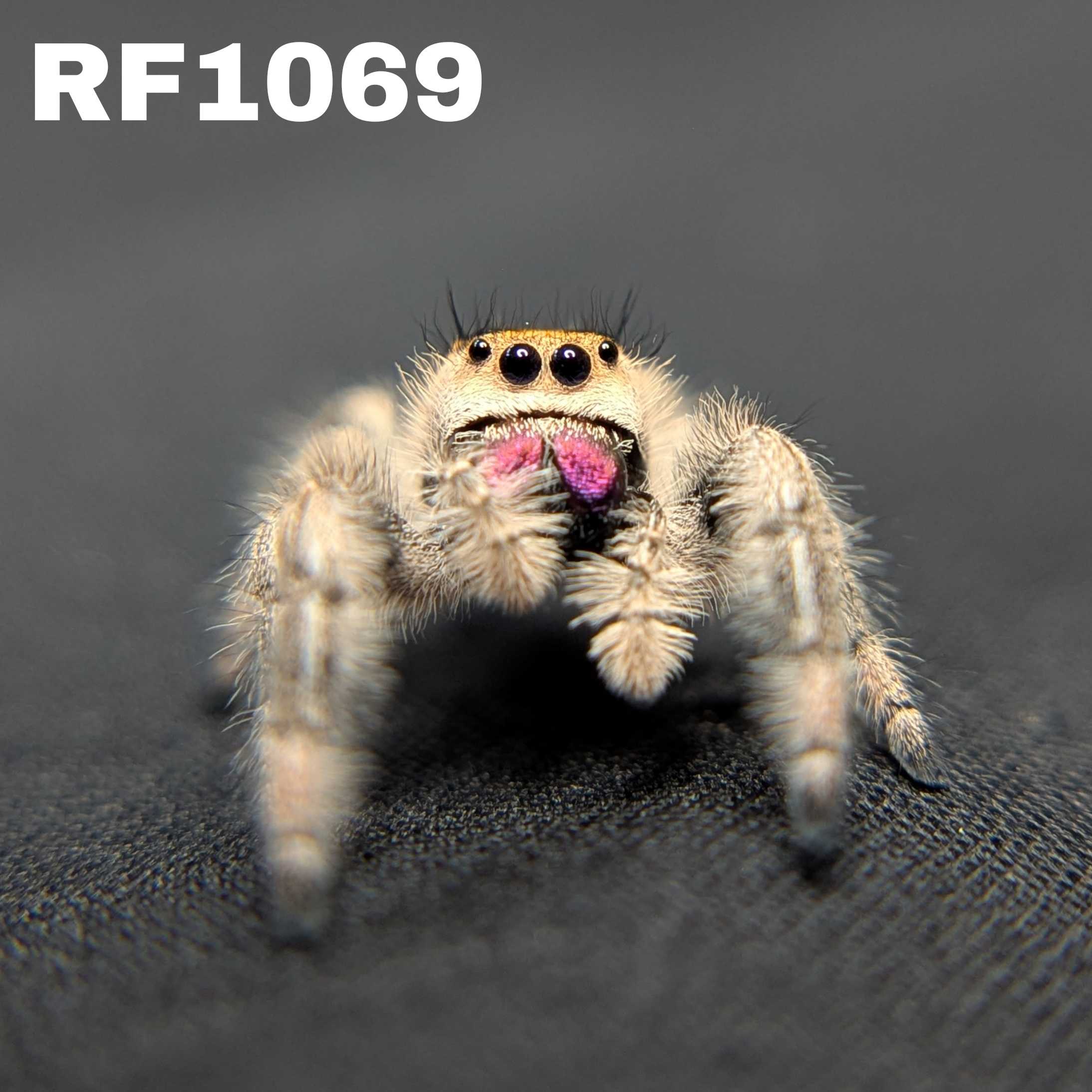 Regal Jumping Spider "Bubblegum"