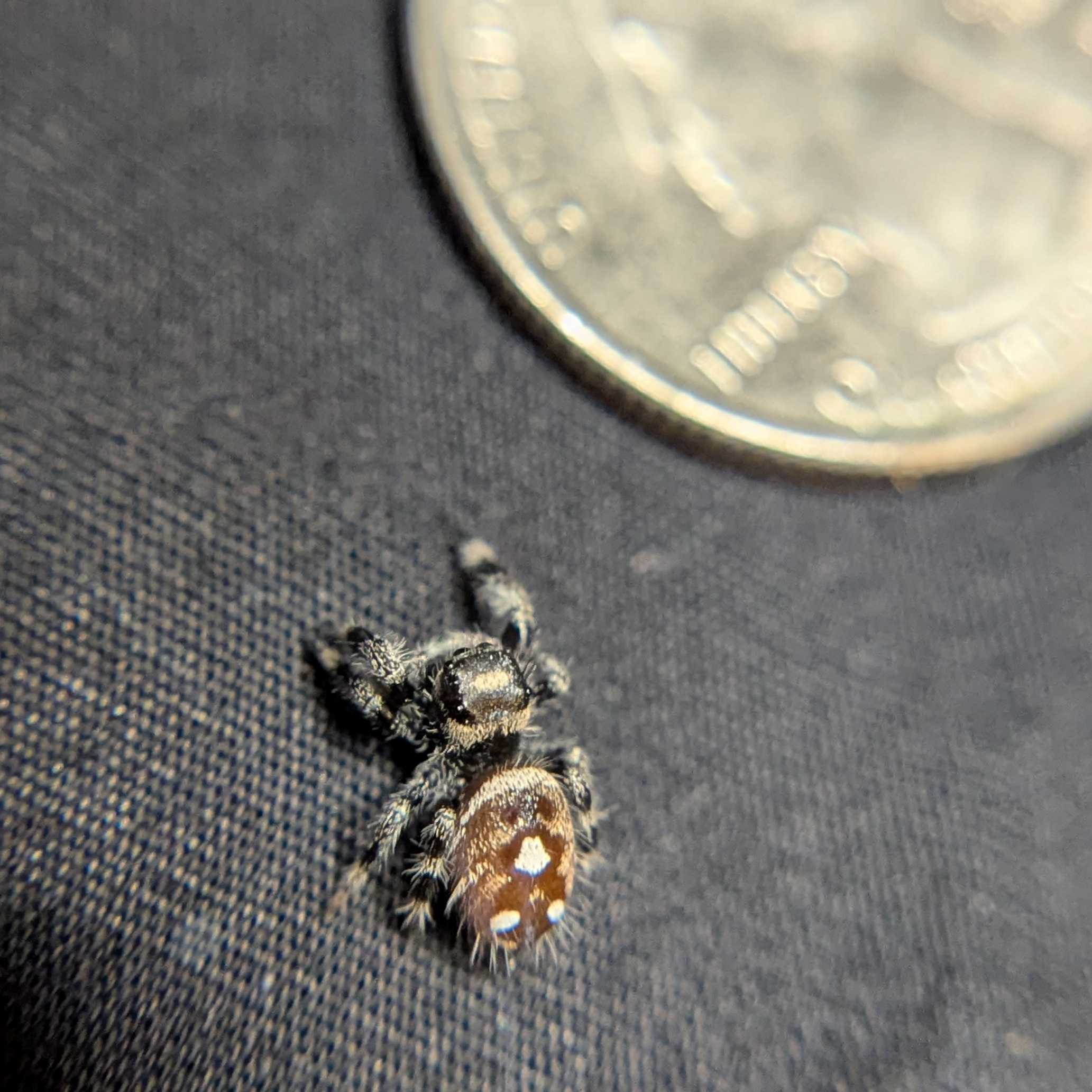 Regal Jumping Spider "Potato"
