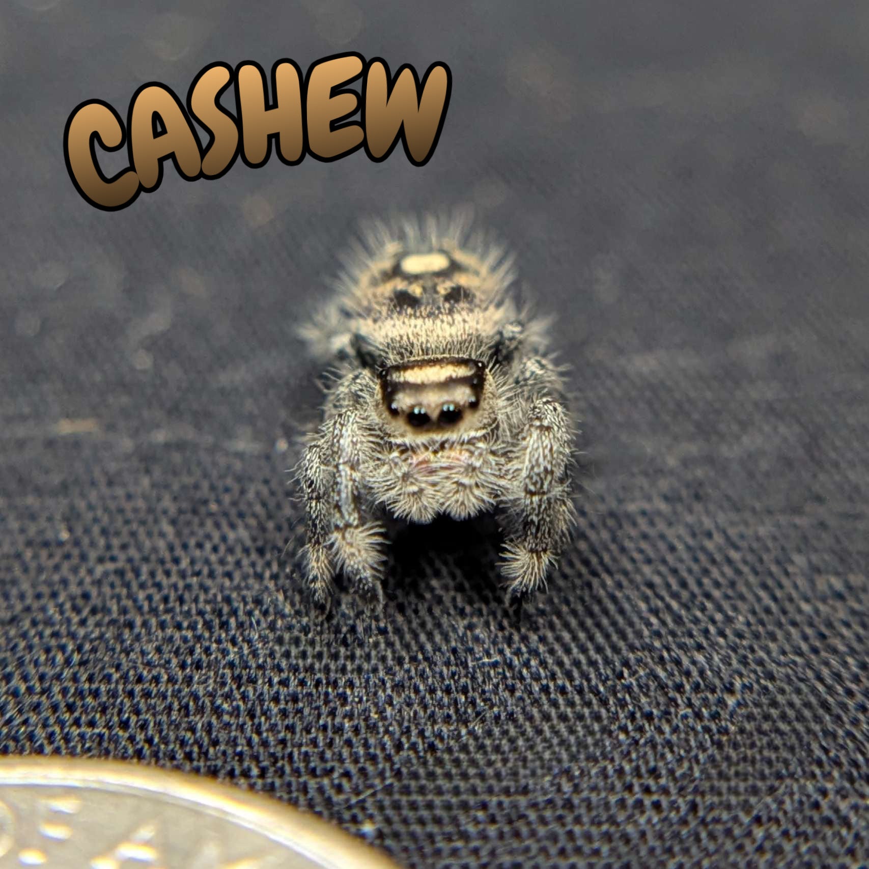 Regal Jumping Spider "Cashew"