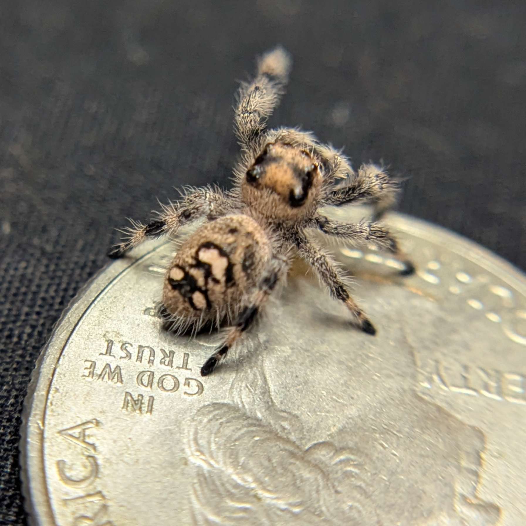 Regal Jumping Spider "Tomato"
