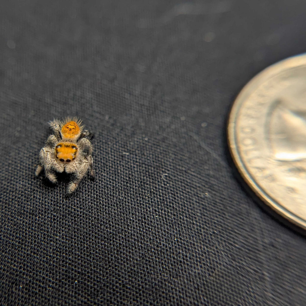 Regal Jumping Spider "Cheeto"