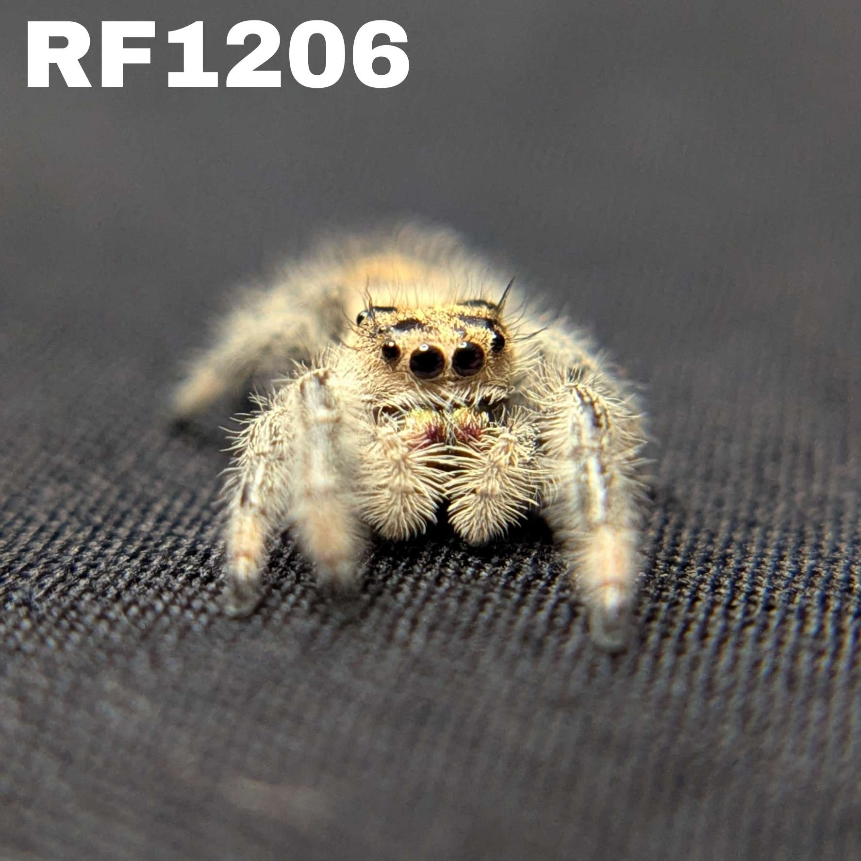Regal Jumping Spider "Jamba"