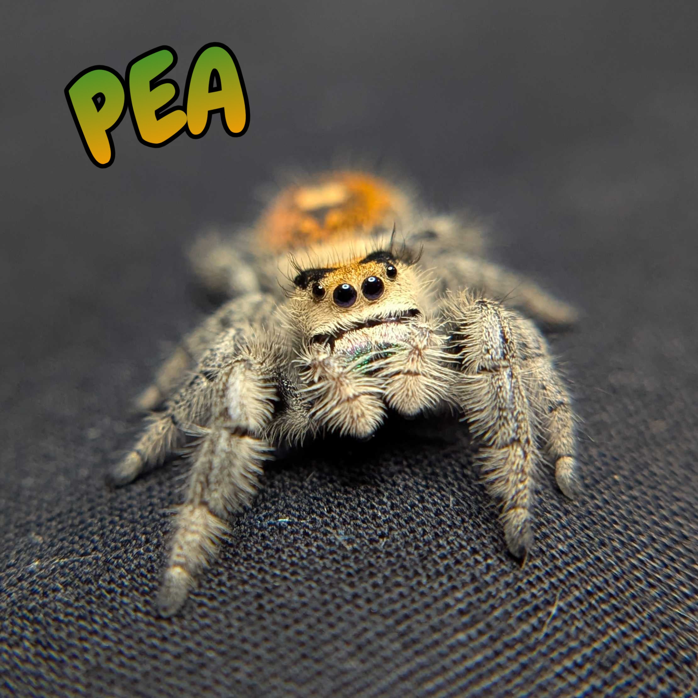 Regal Jumping Spider "Pea"