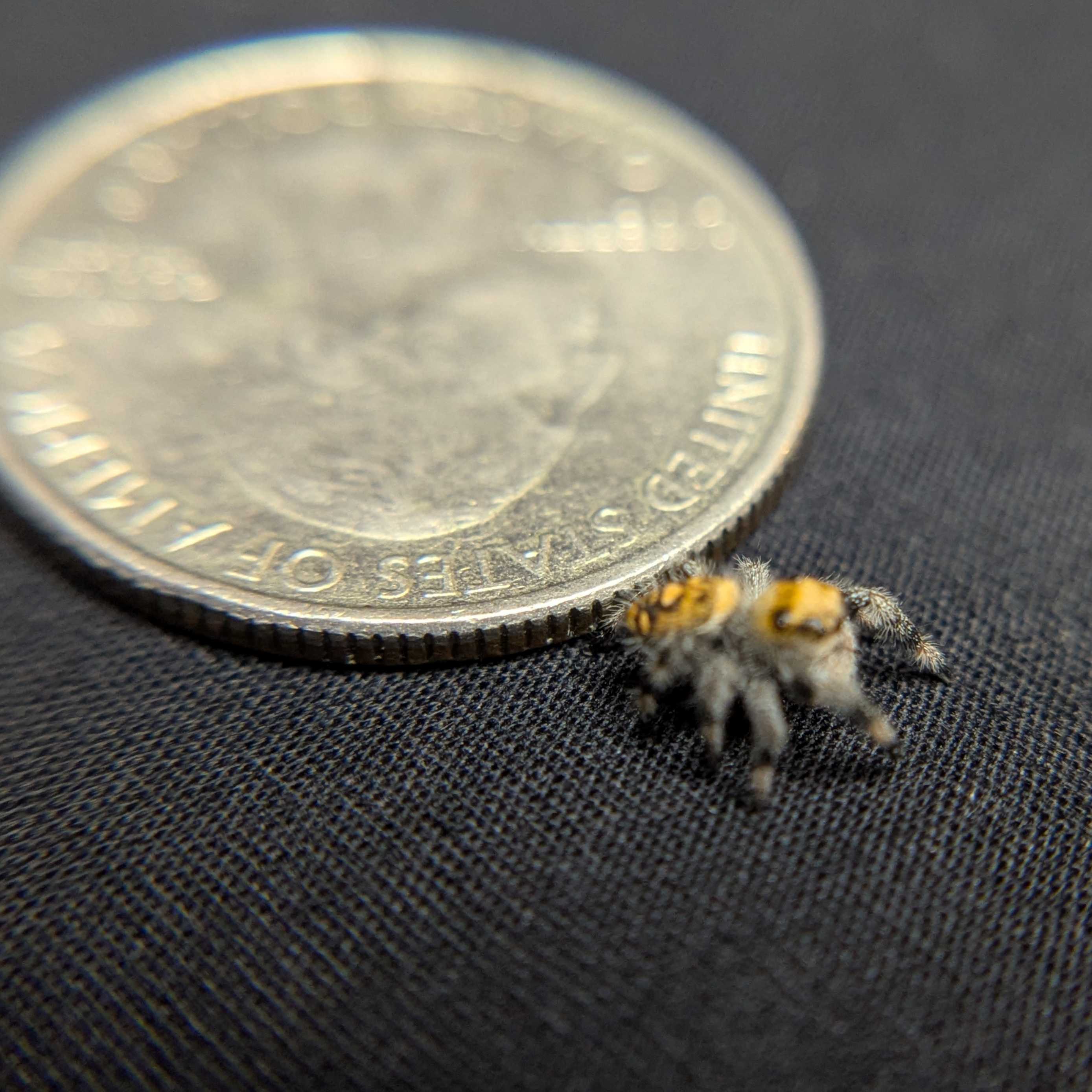 Regal Jumping Spider "Wafer"