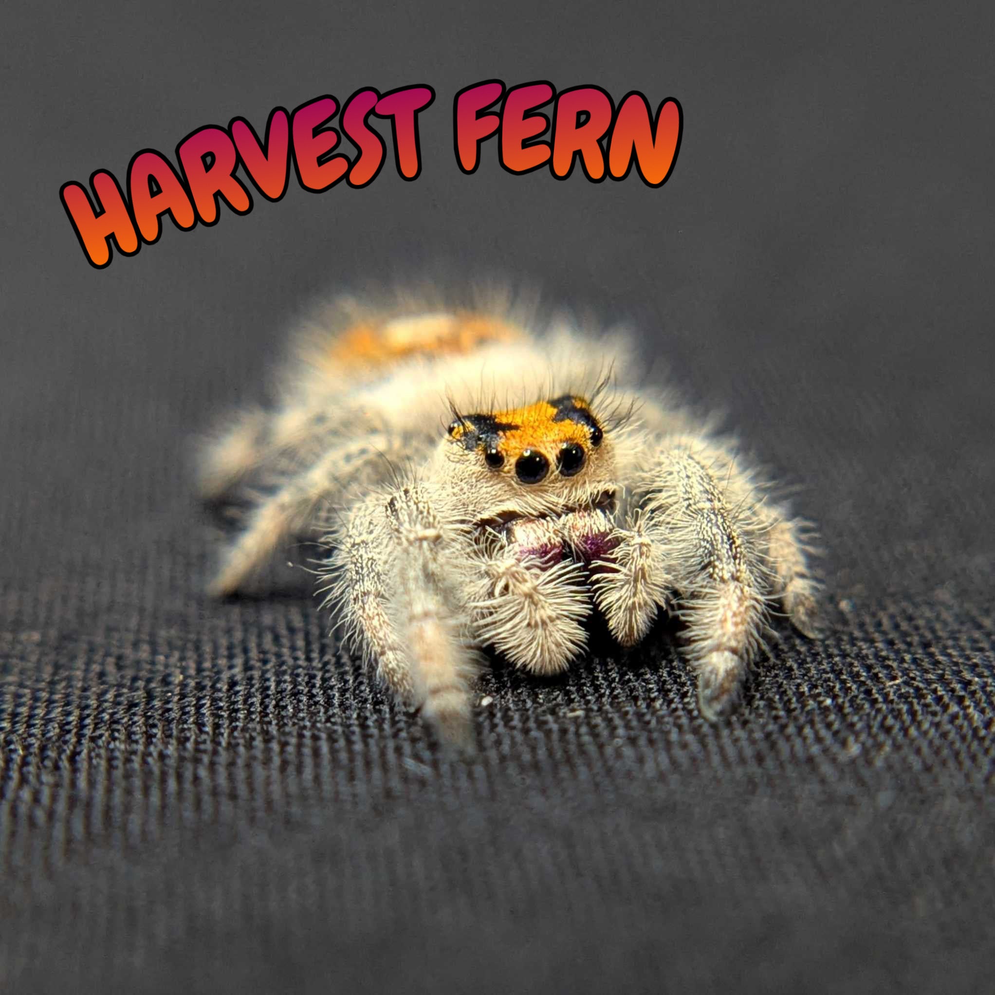 Regal Jumping Spider “Harvest Fern”