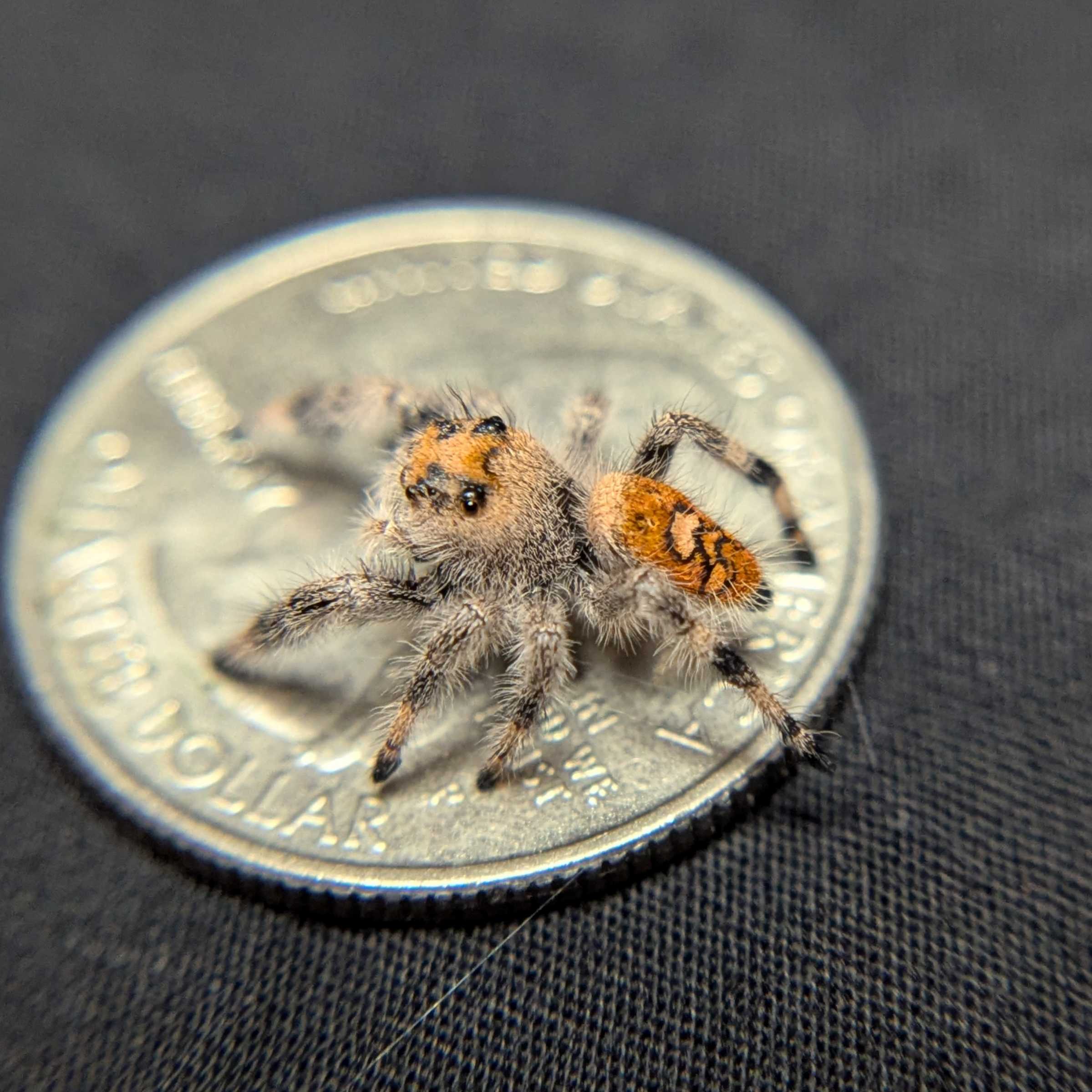 Regal Jumping Spider “Gooseberry”