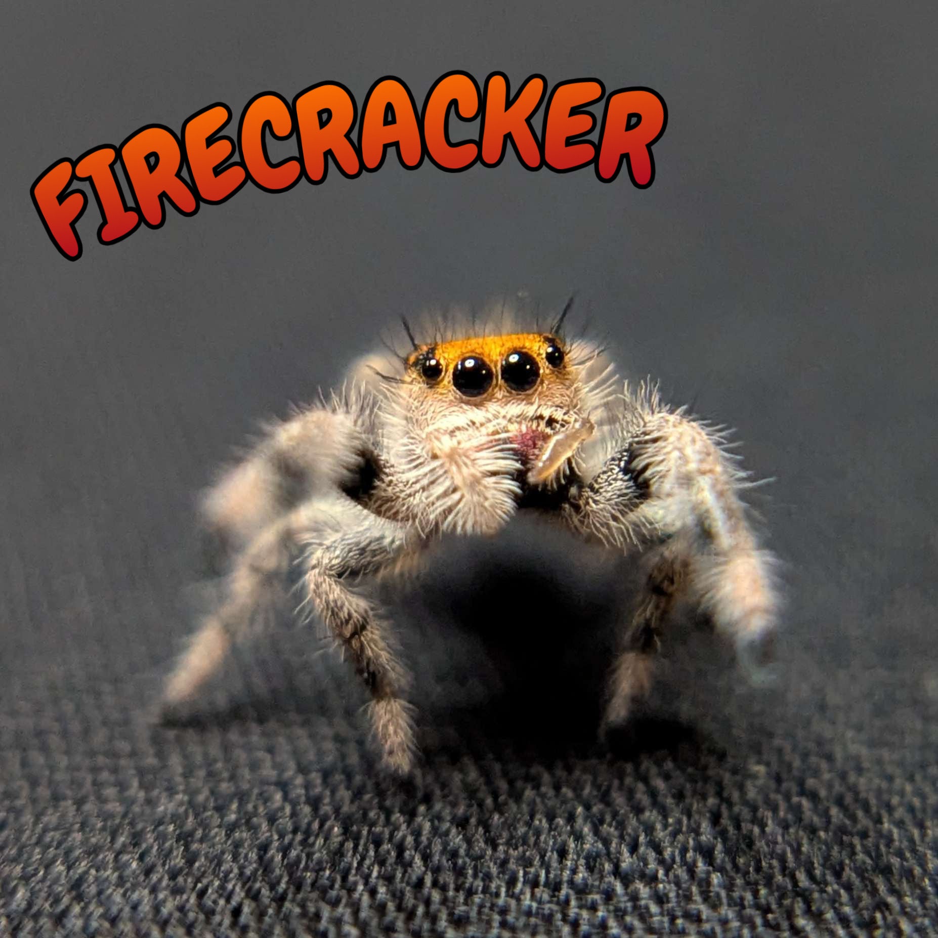 Regal Jumping Spider "Firecracker"
