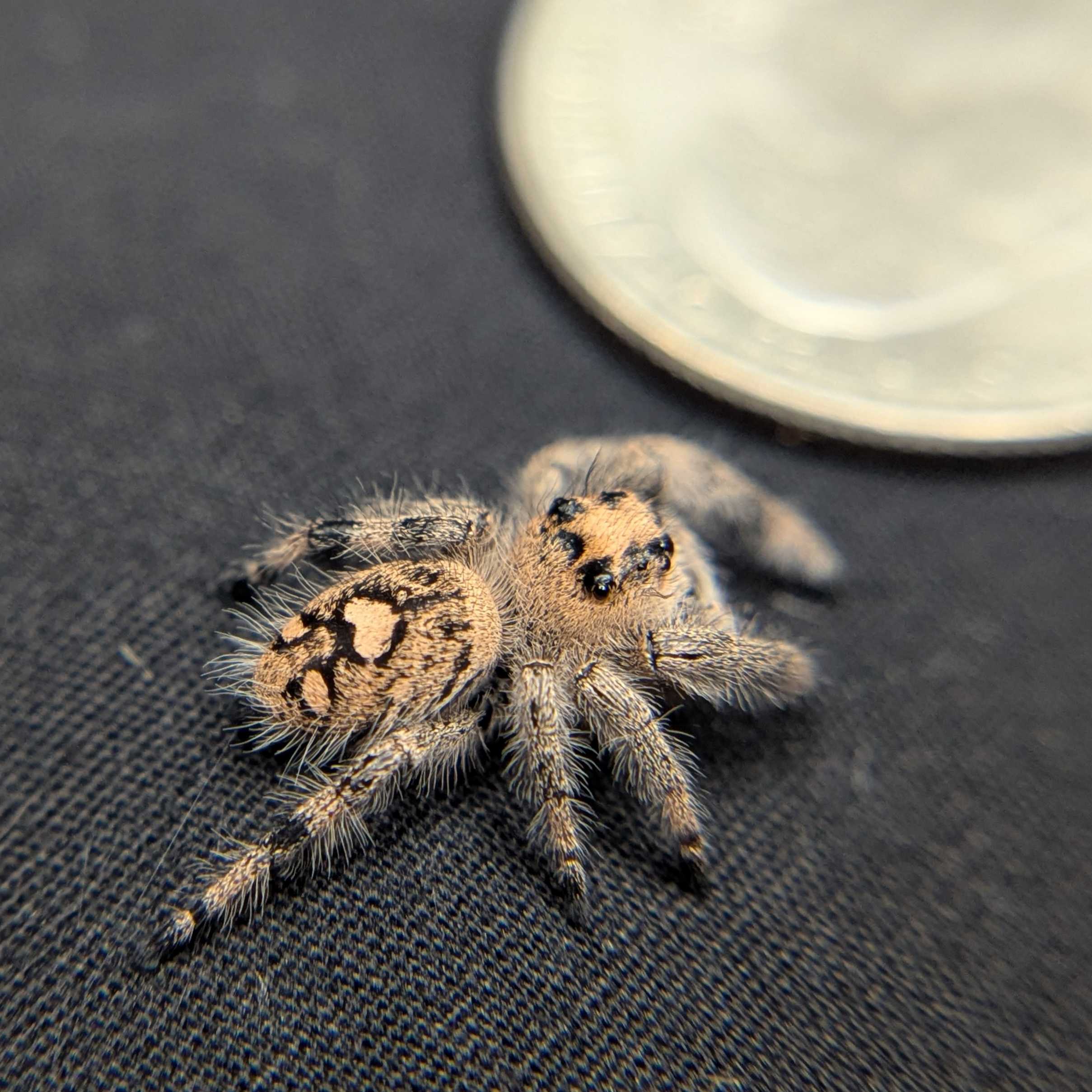 Regal Jumping Spider "Maple"