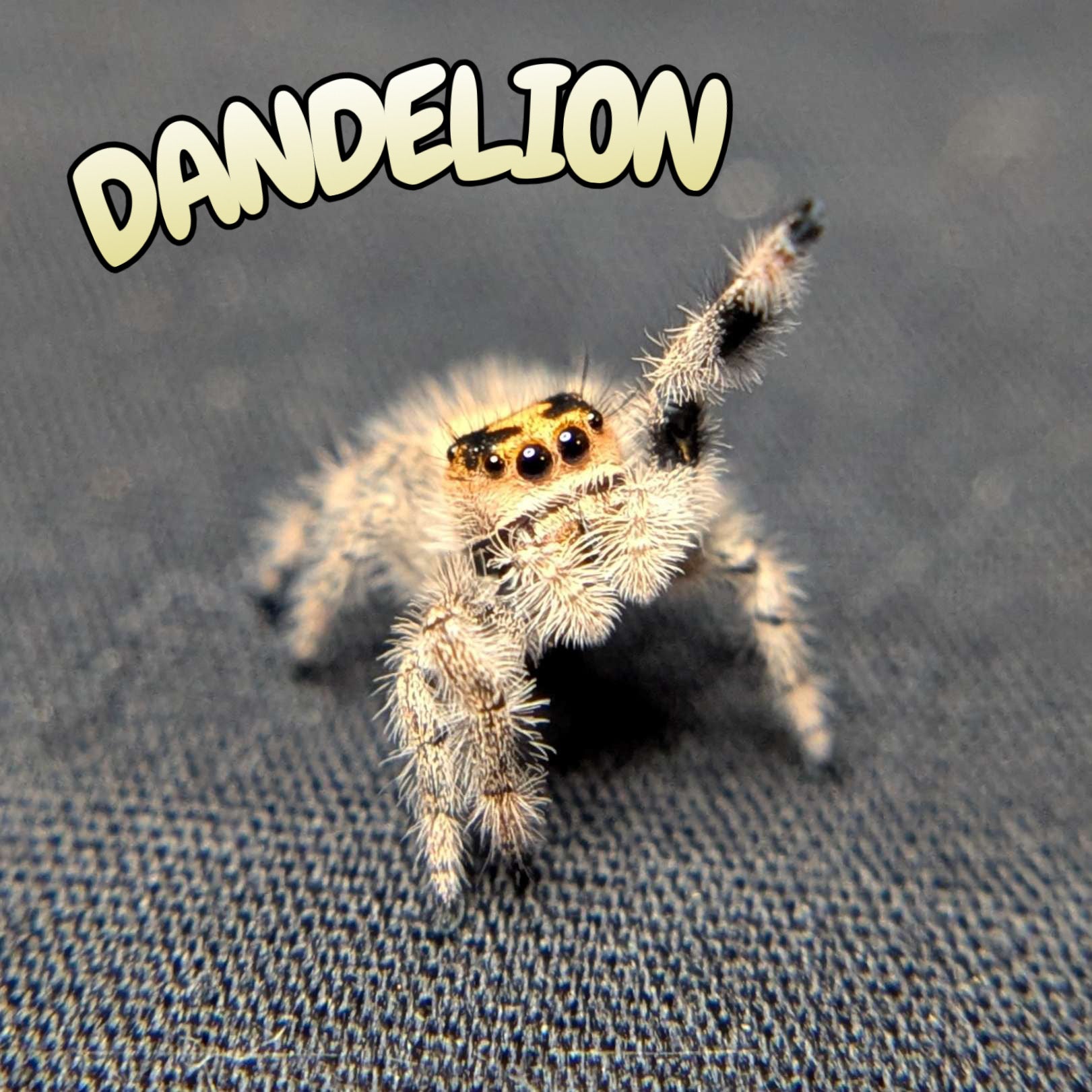 Regal Jumping Spider "Dandelion"