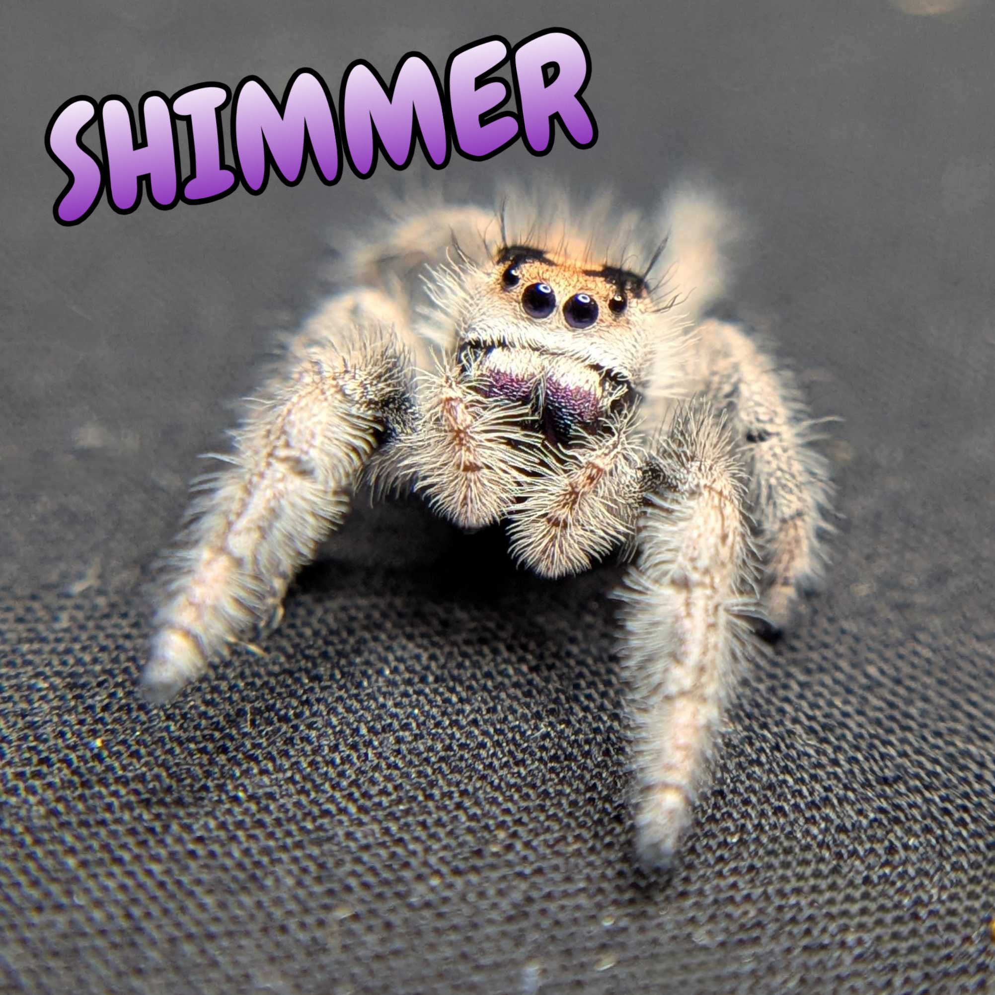 Regal Jumping Spider "Shimmer"