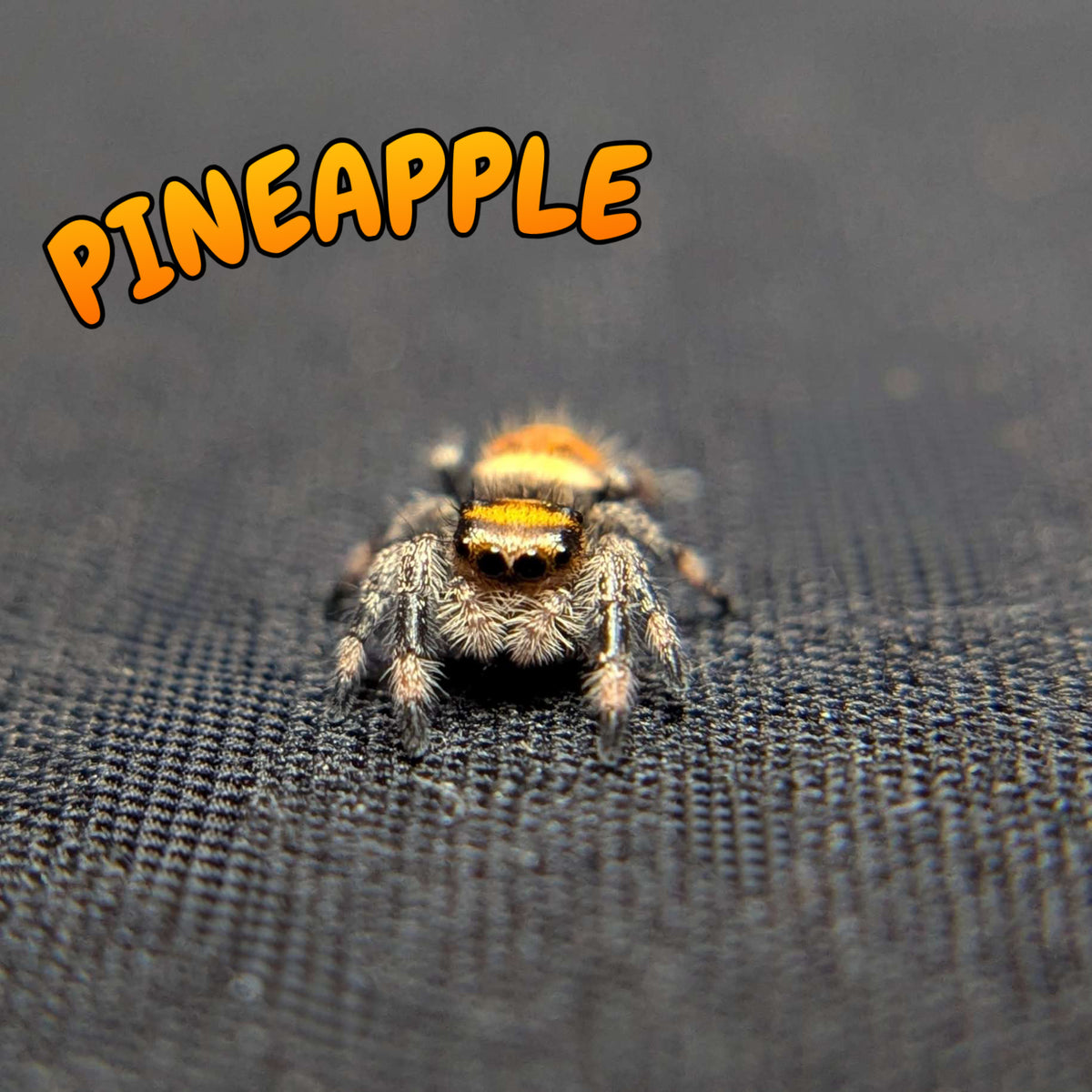 Regal Jumping Spider "Pineapple"