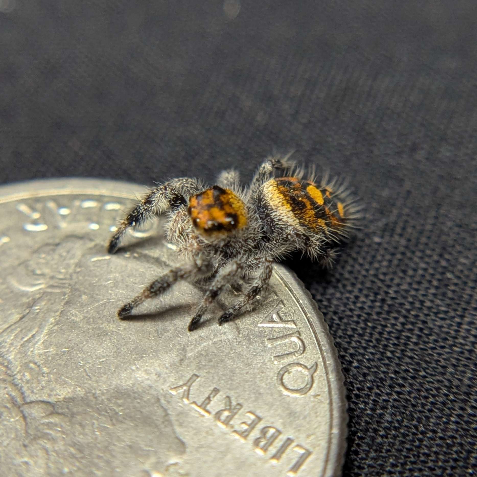 Regal Jumping Spider “Pineapple Express”