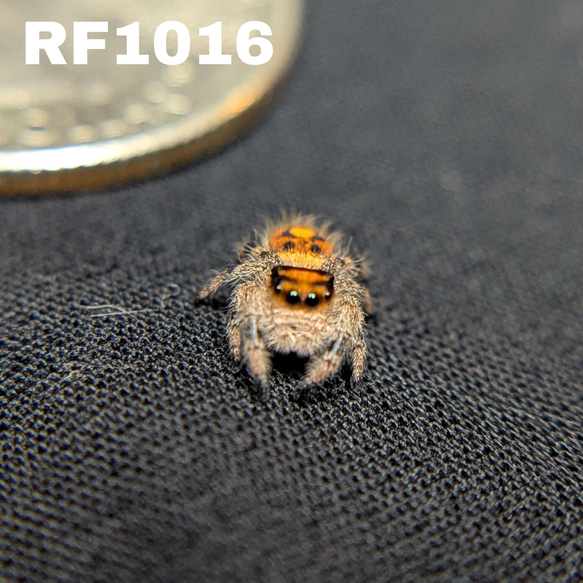 Regal Jumping Spider “Phoenix”