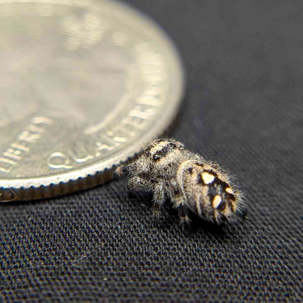 Regal Jumping Spider "Vanilla"