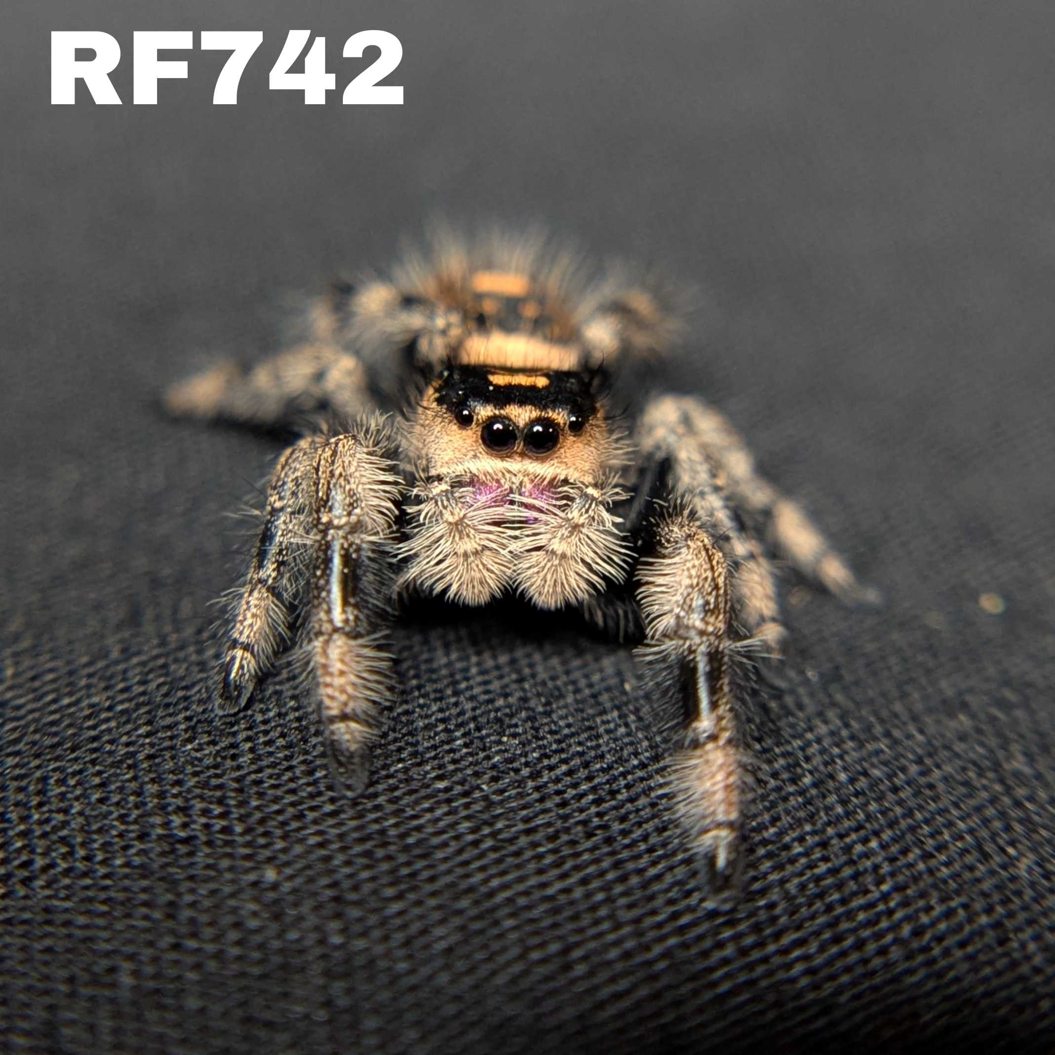 Regal Jumping Spider "Iris"