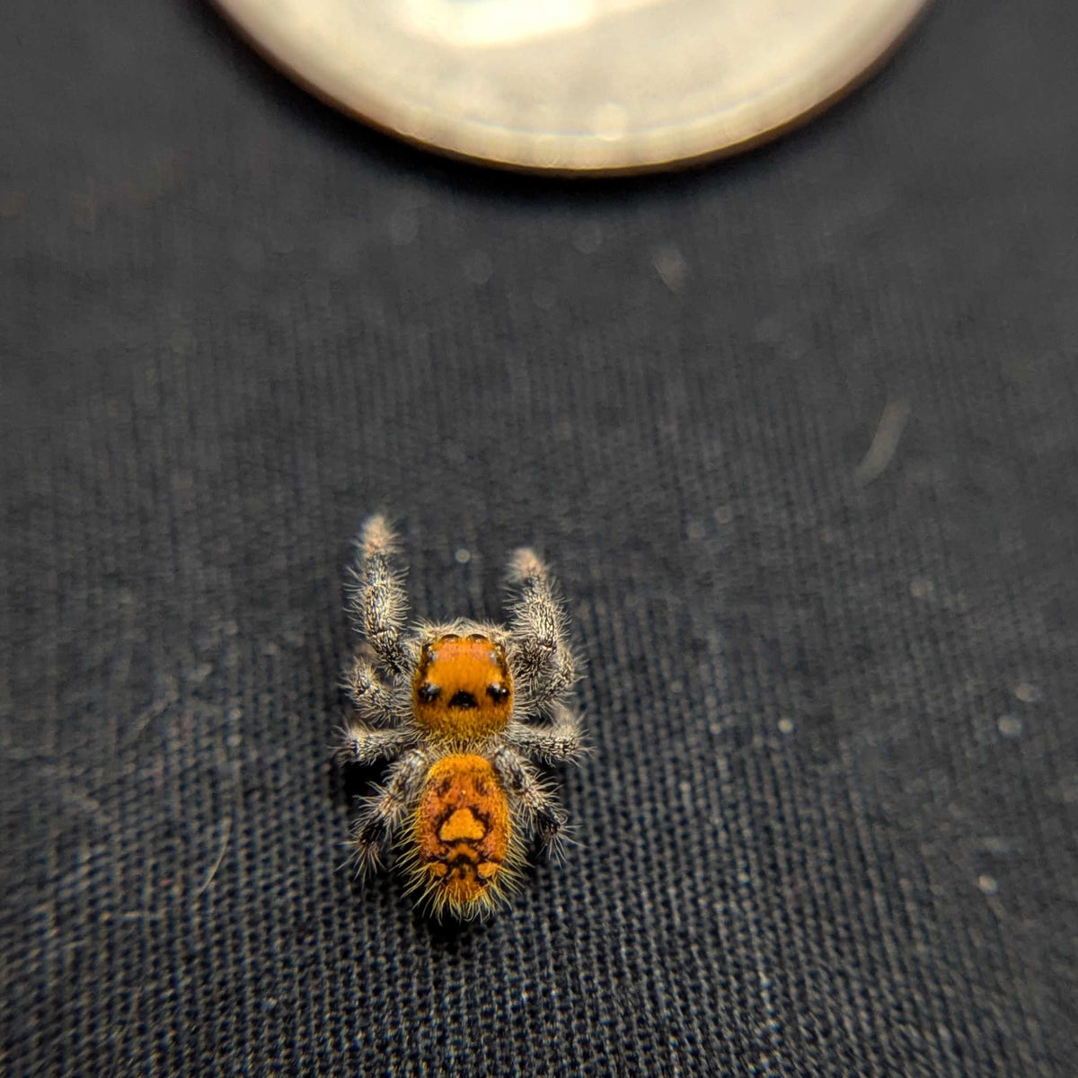 Regal Jumping Spider “Penny”
