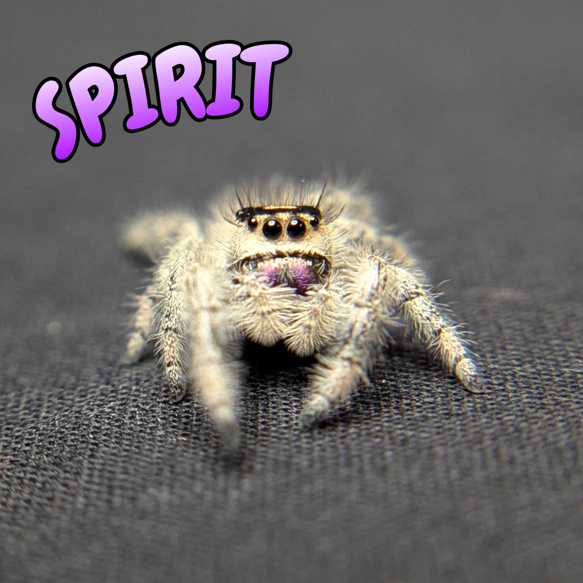 Regal Jumping Spider "Spirit"