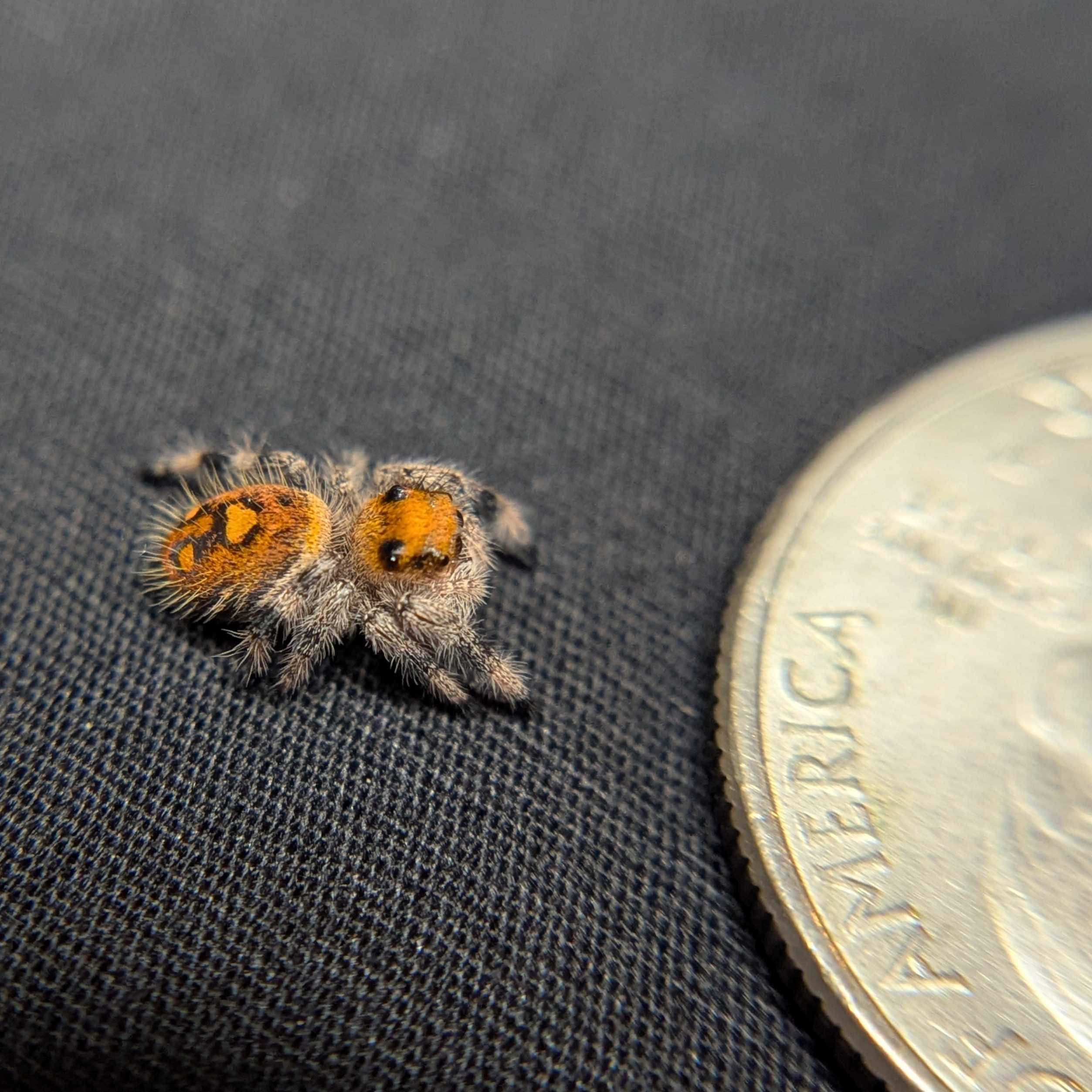 Regal Jumping Spider "Marmalade"